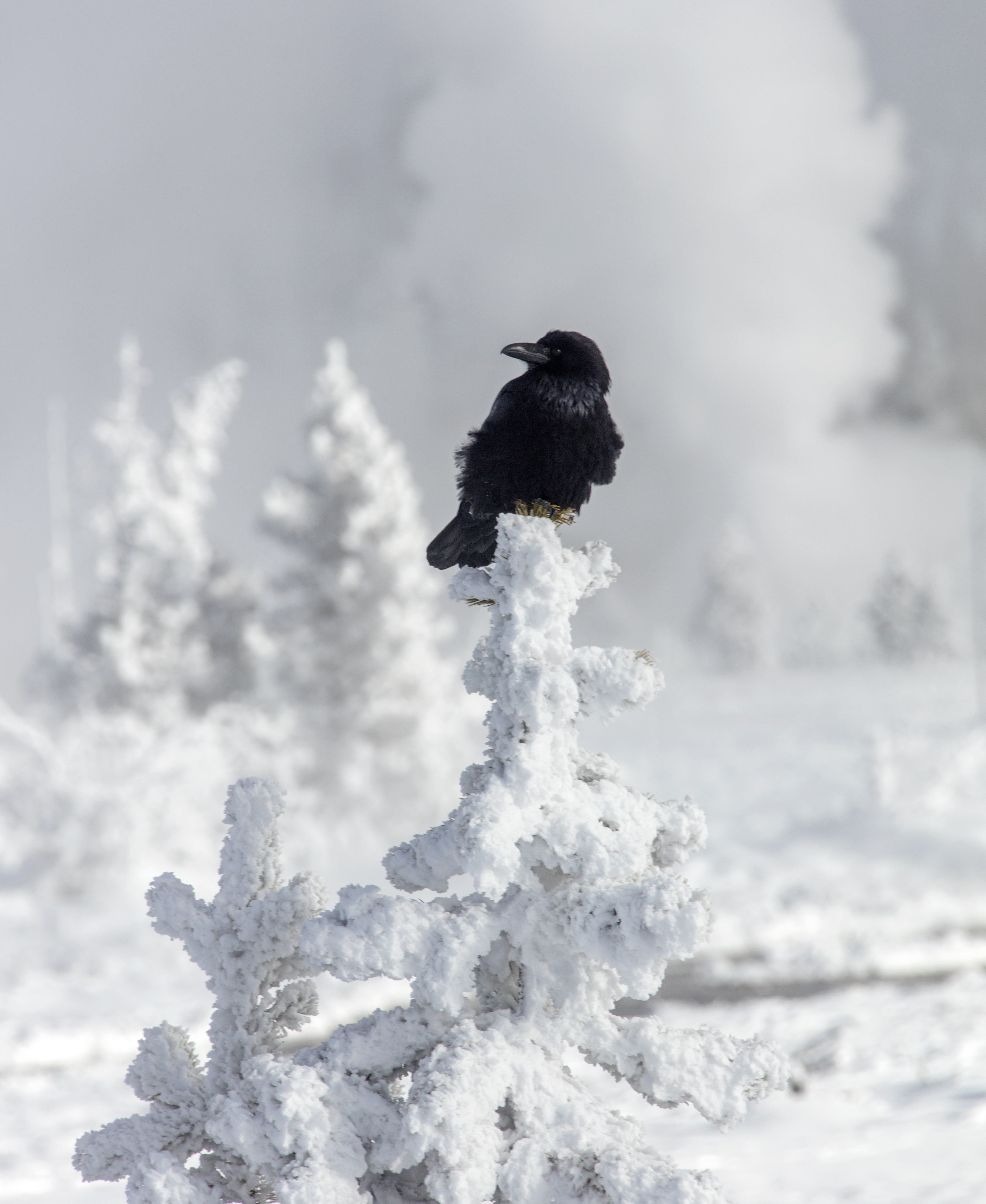 Raven on Frosted Tree – Wisdom in the Cold by Robbie George