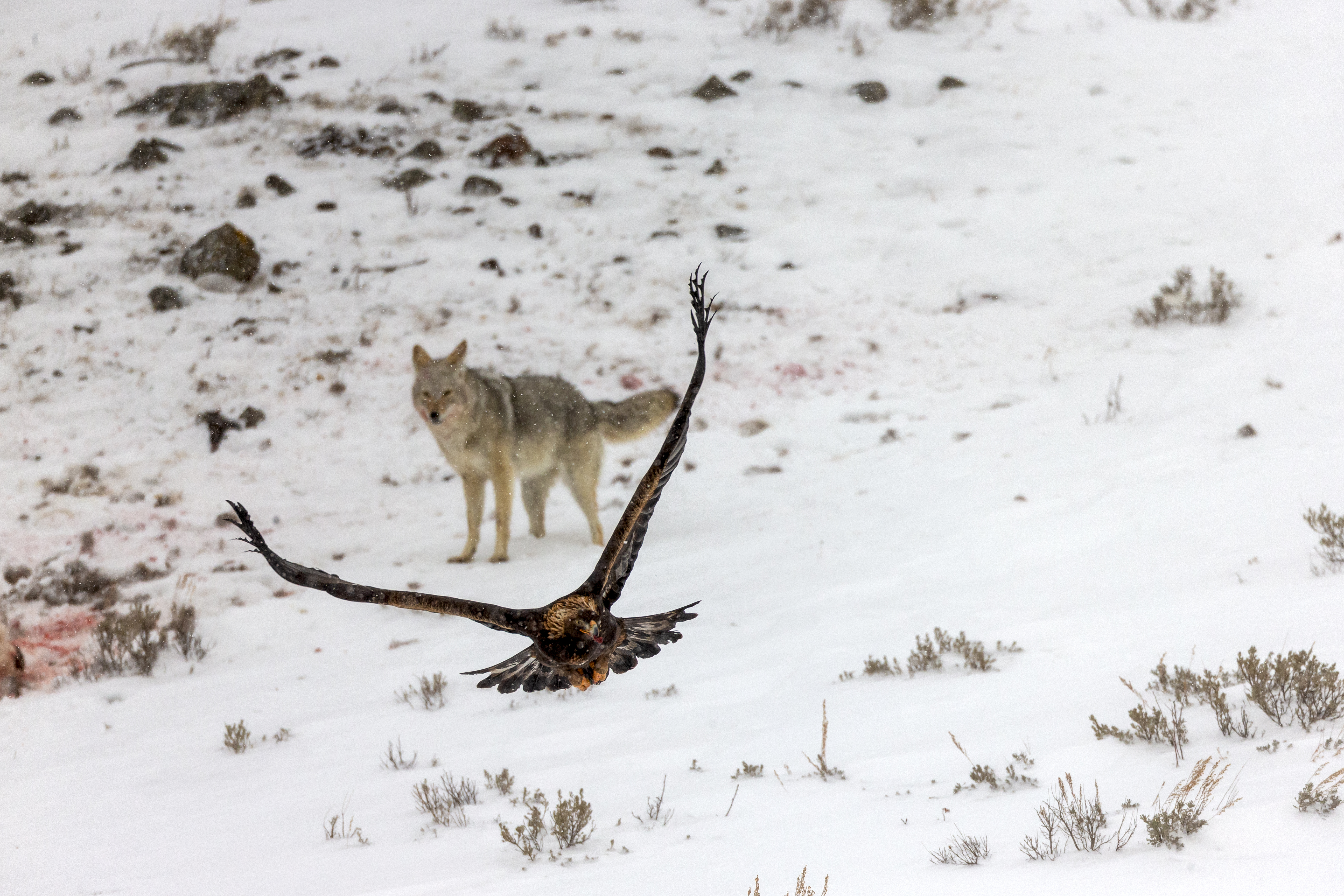 Coyote moving through open Wyoming habitat alongside raptor demonstrating shared ecosystem dynamics
