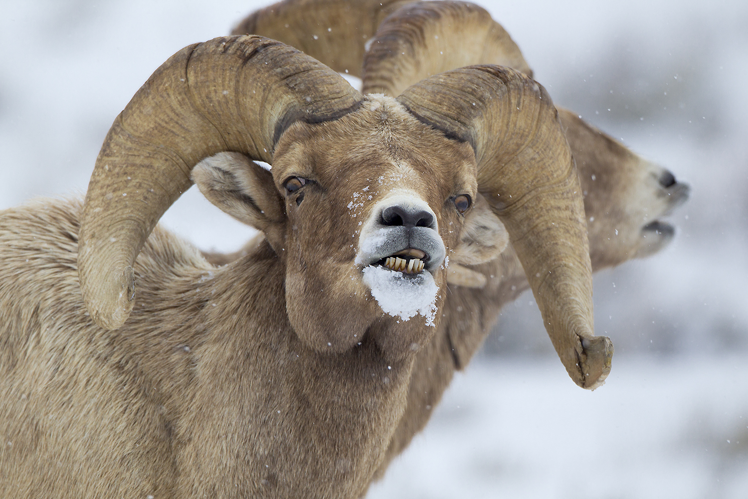 Bighorn ram performing flehmen response with curled upper lip