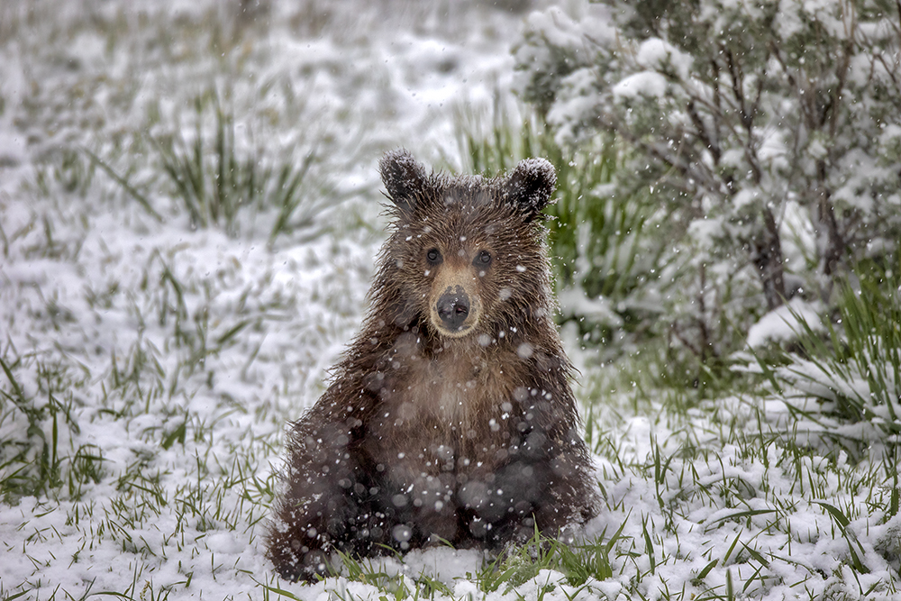 Young Grizzly Bear in Spring Snow – Spirit Animal Photography by Robbie George