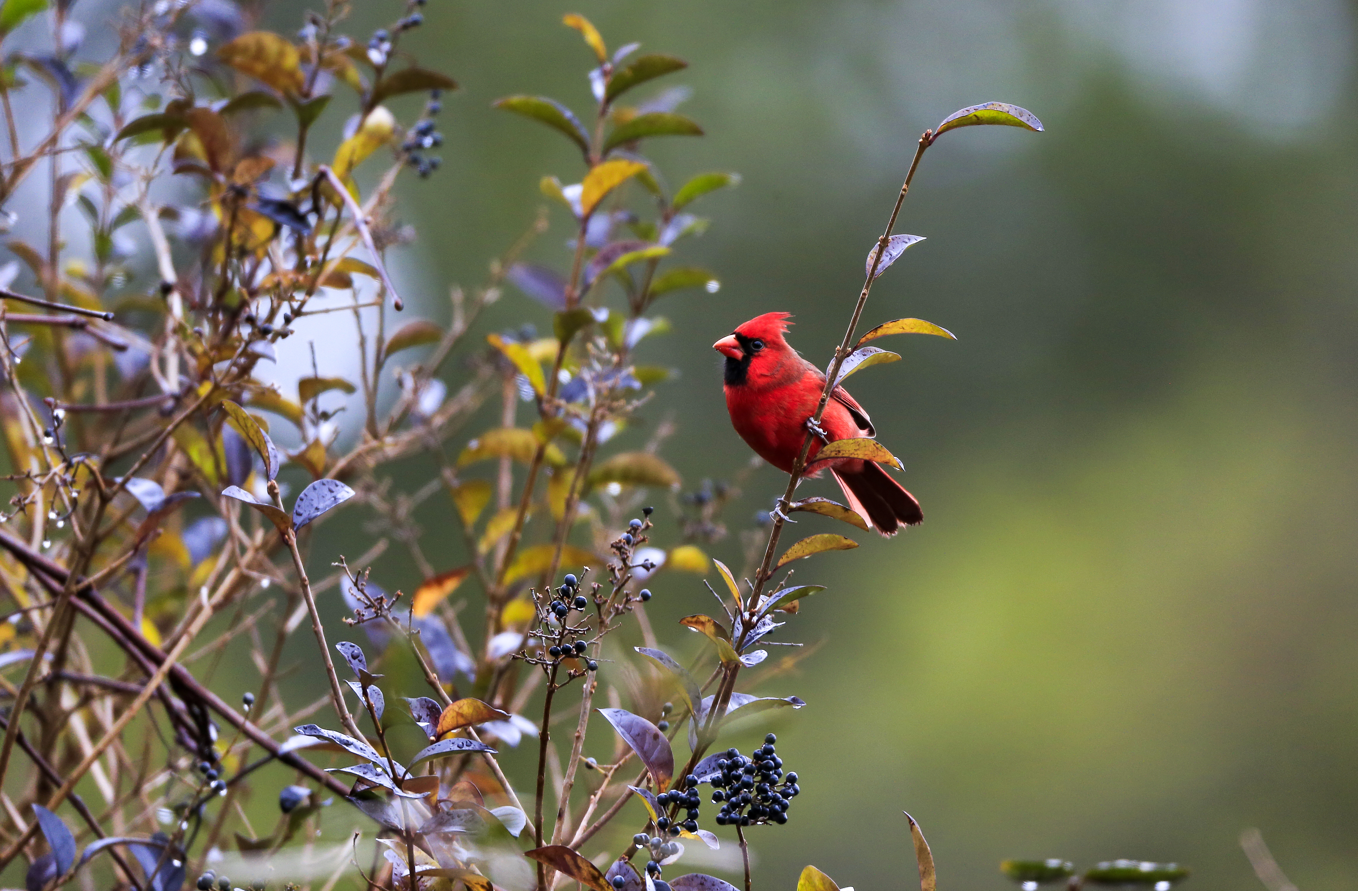 Northern cardinal perched in coastal brush habitat during cooler season at Chincoteague refuge