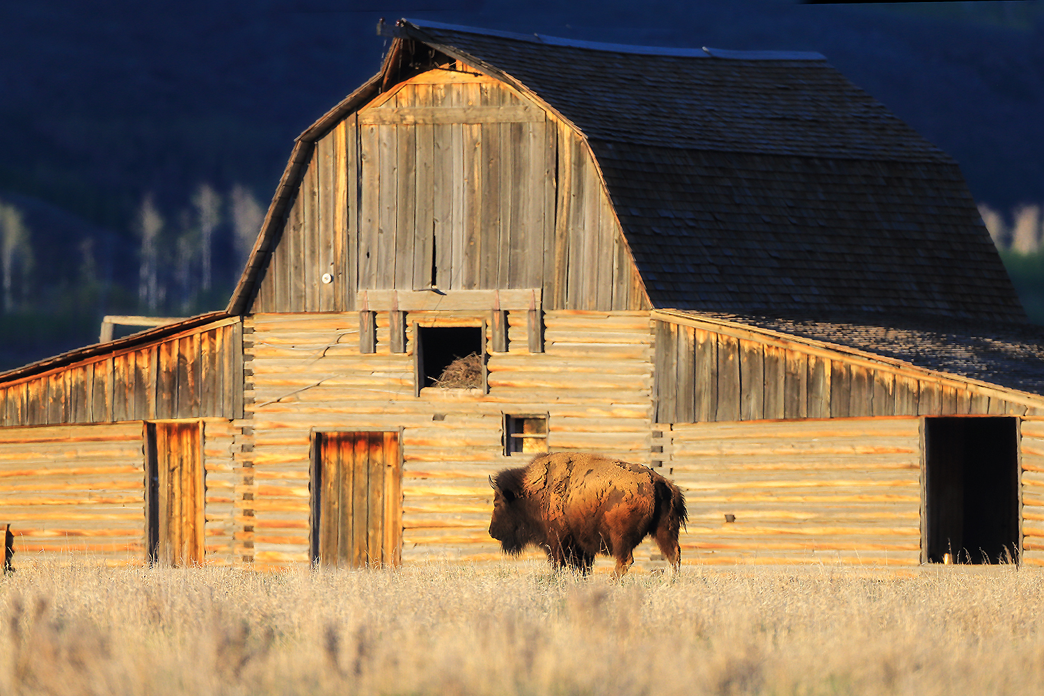 Bison at golden hour—stored sunlight moving as muscle, breath, and migration.