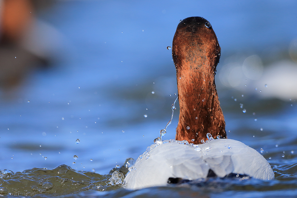Canvasback duck swimming alone through reflective wetland water in calm light