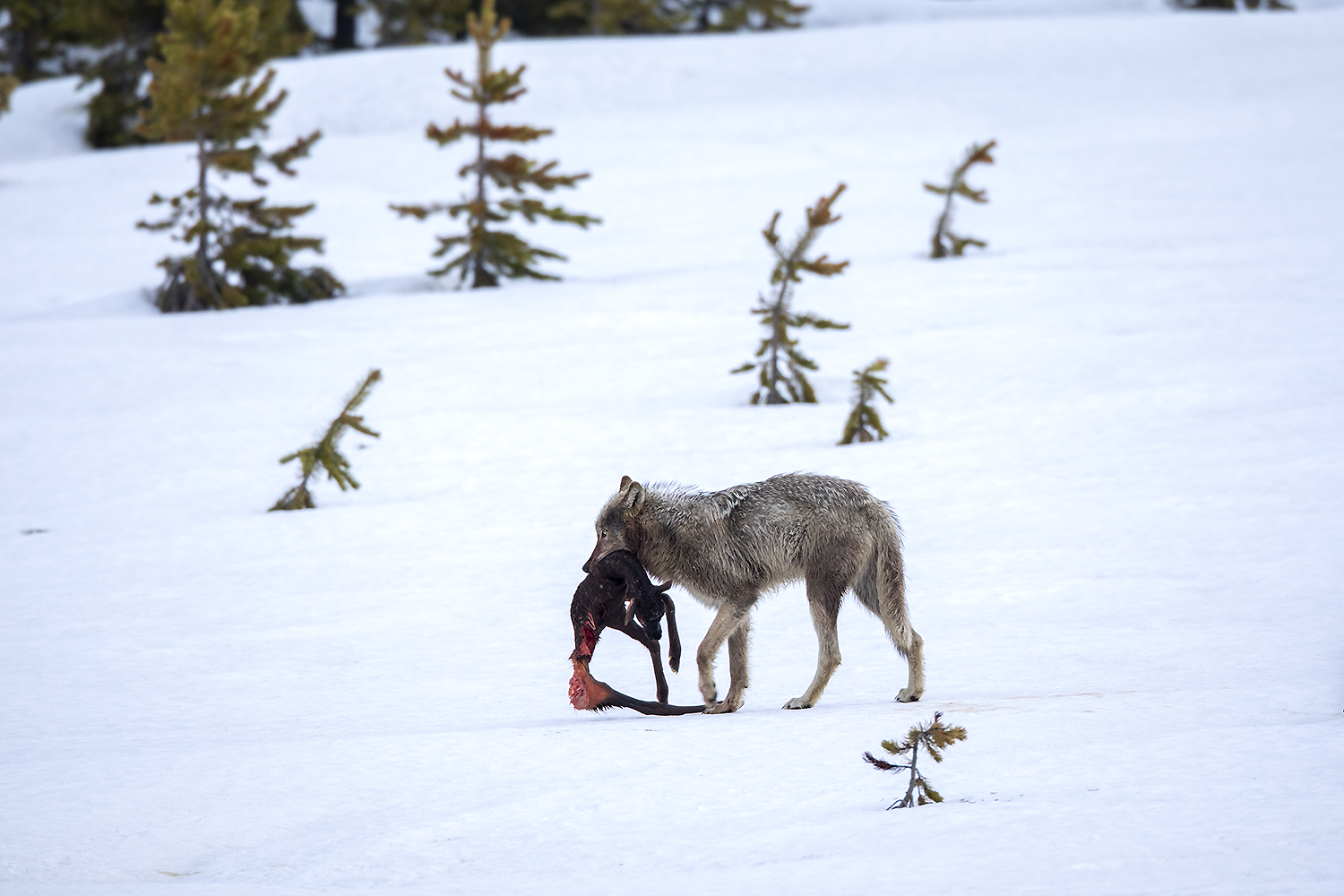 Grey wolf carrying elk calf in snowy wilderness — field timing and awareness in action