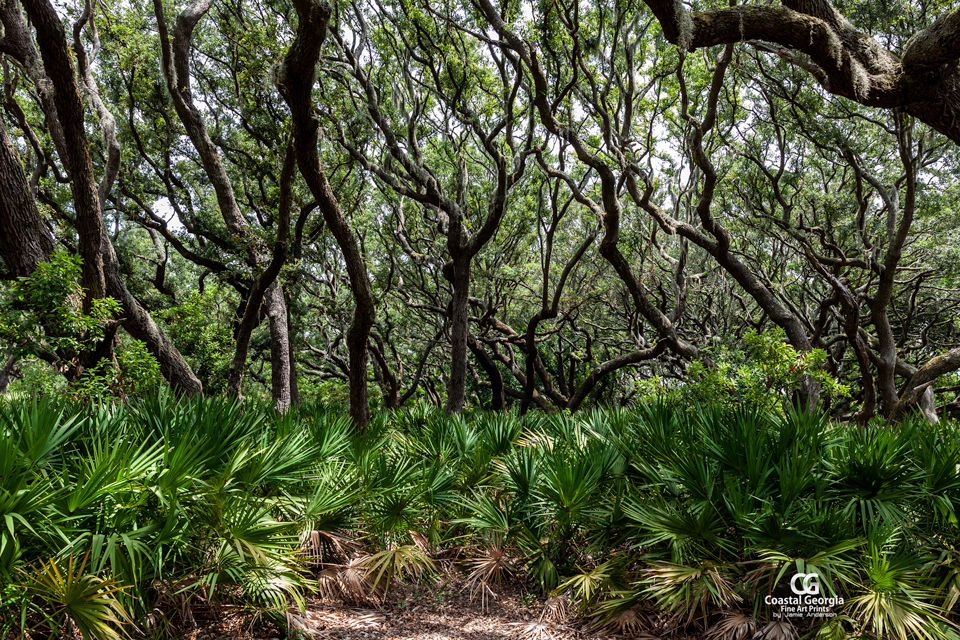 Cumberland Island Canopy