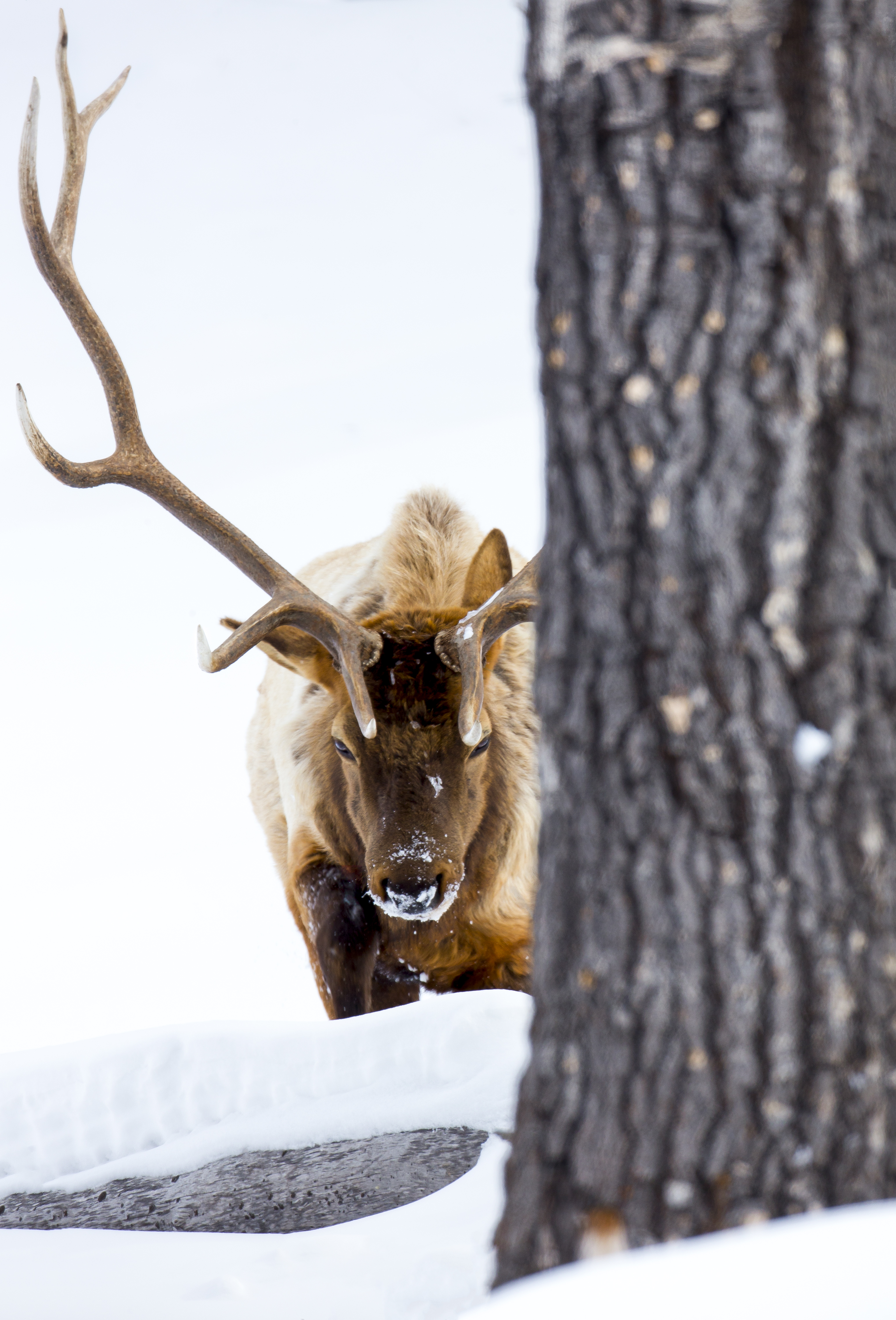 Bull elk with large antlers standing in open habitat during the fall breeding season, showing how antler development shapes timing, display, and behavior