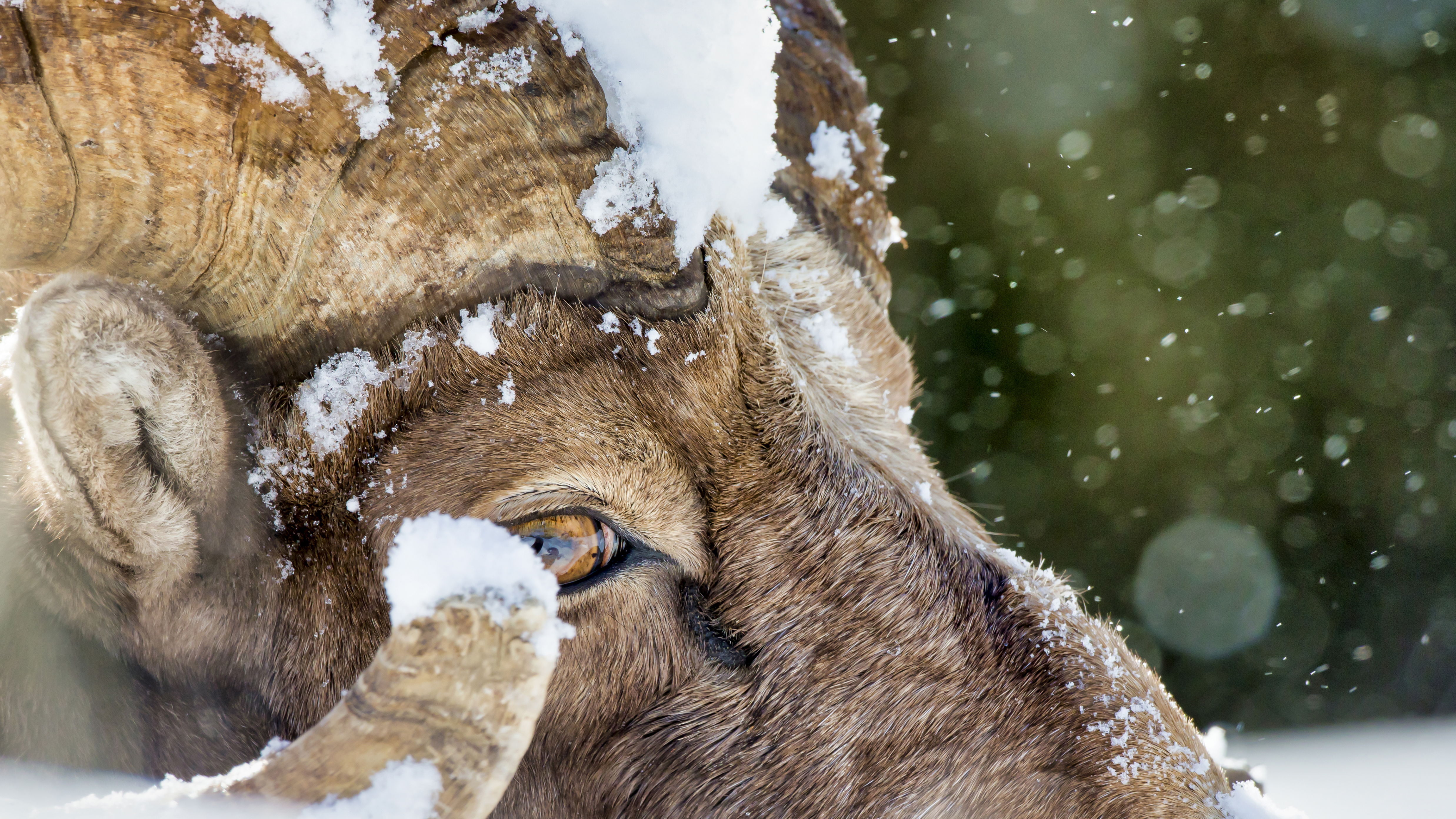 Bighorn sheep standing on snowy cliff edge in winter, showing seasonal resilience, stillness, and survival behavior in alpine habitat