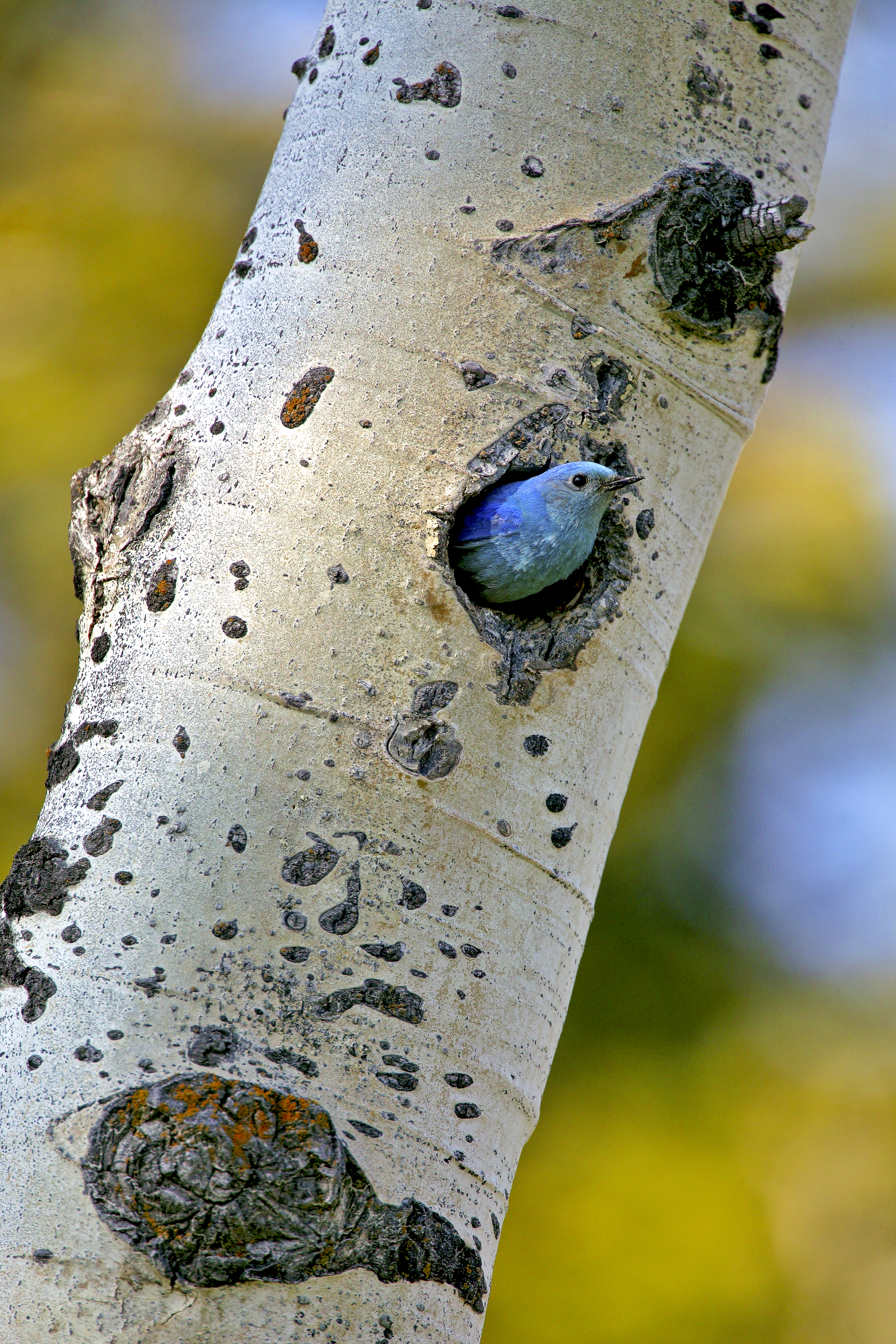 Bluebird in Aspen Cavity – Symbol of Hope and Quiet Song by Robbie George