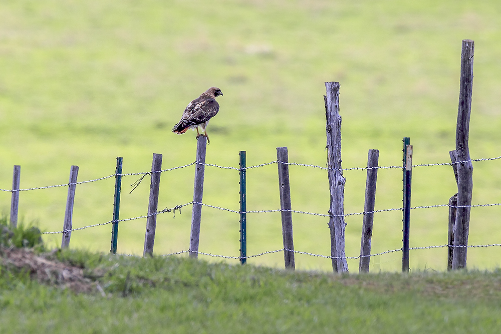Red-tailed hawk perched on tree edge overlooking open grassland and forest transition zone