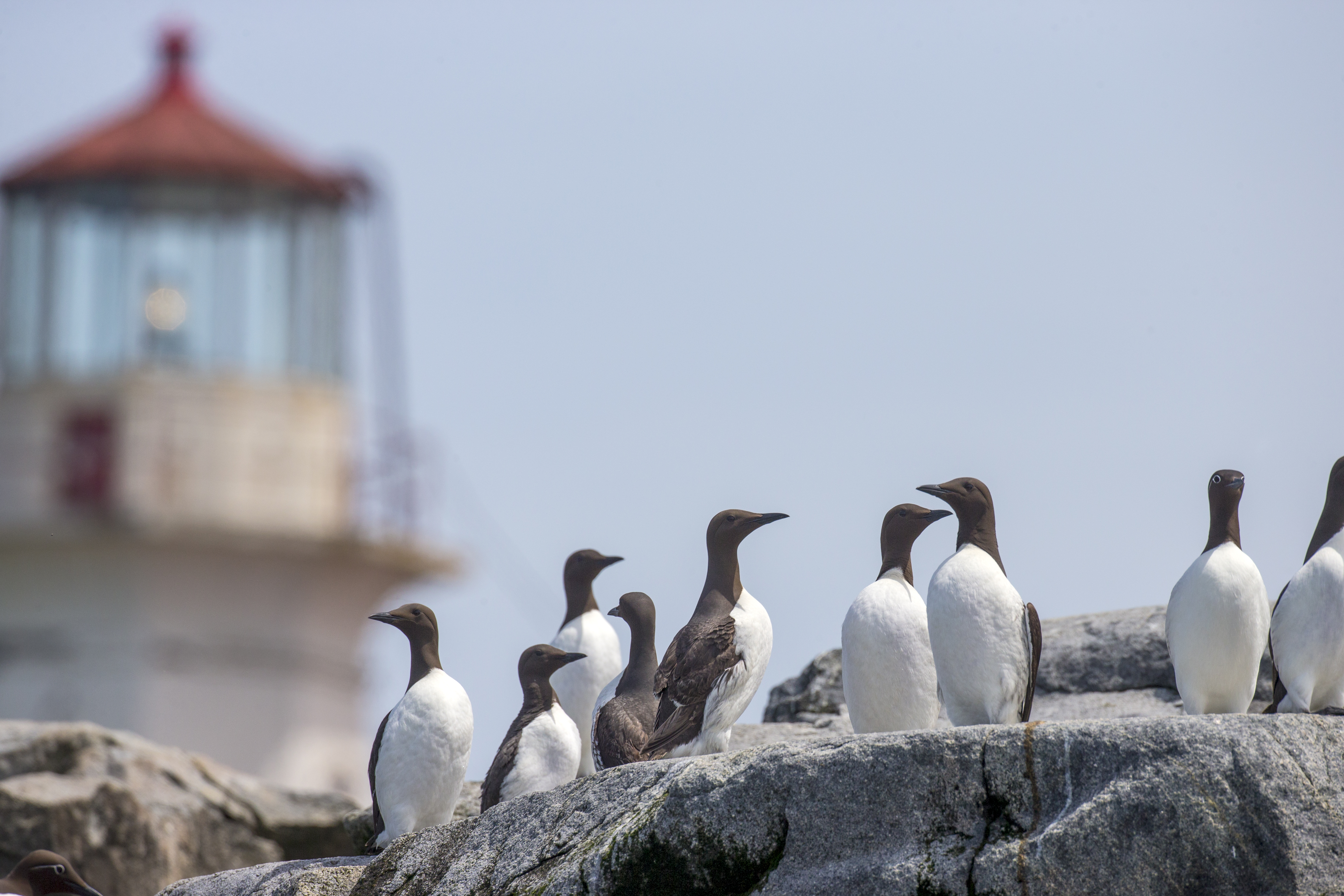 Common Murres nesting along rocky cliffs at Machias Seal Island within dense seabird colony habitat