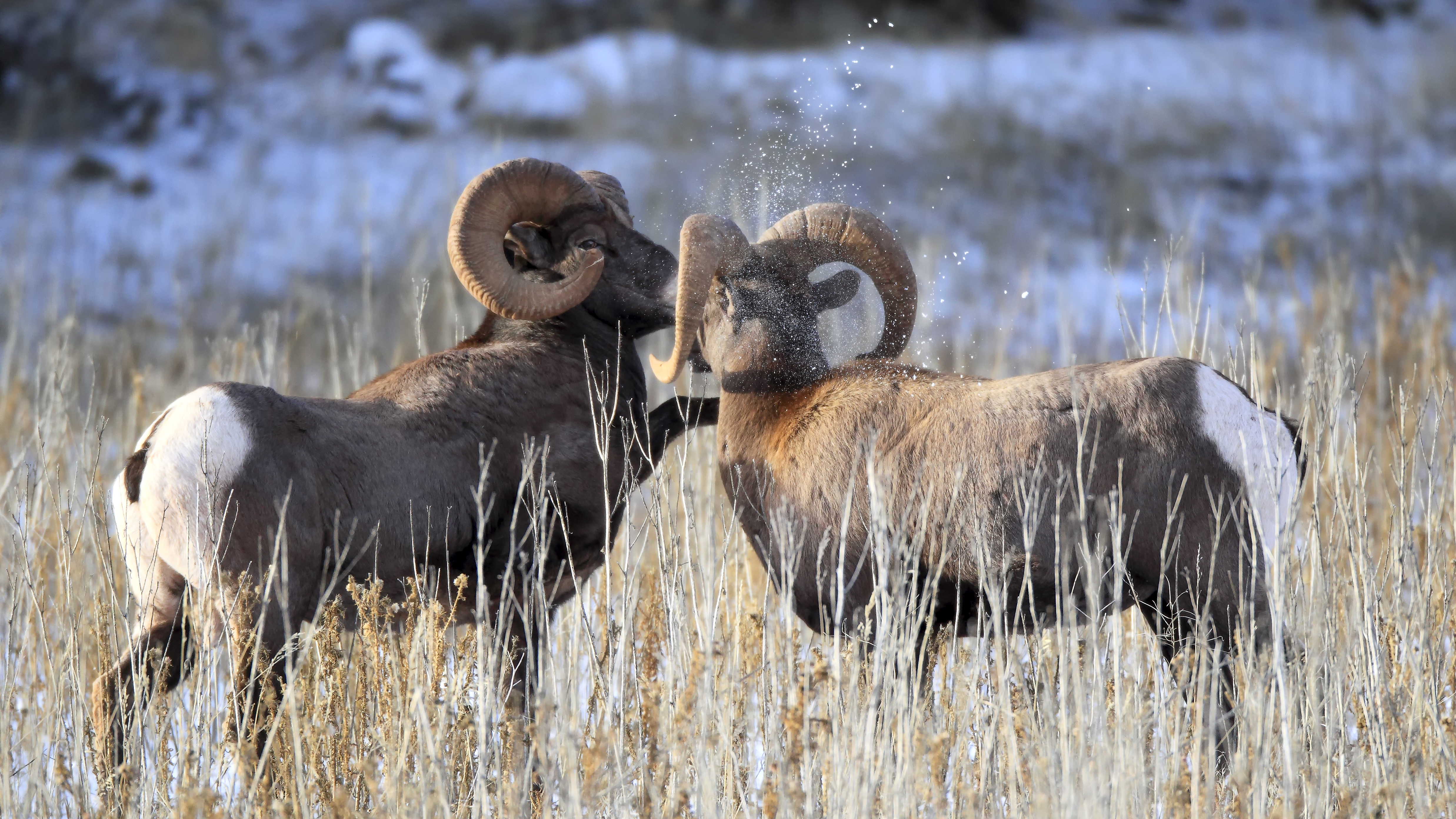 Two Bighorn Rams challenging each other for ewes