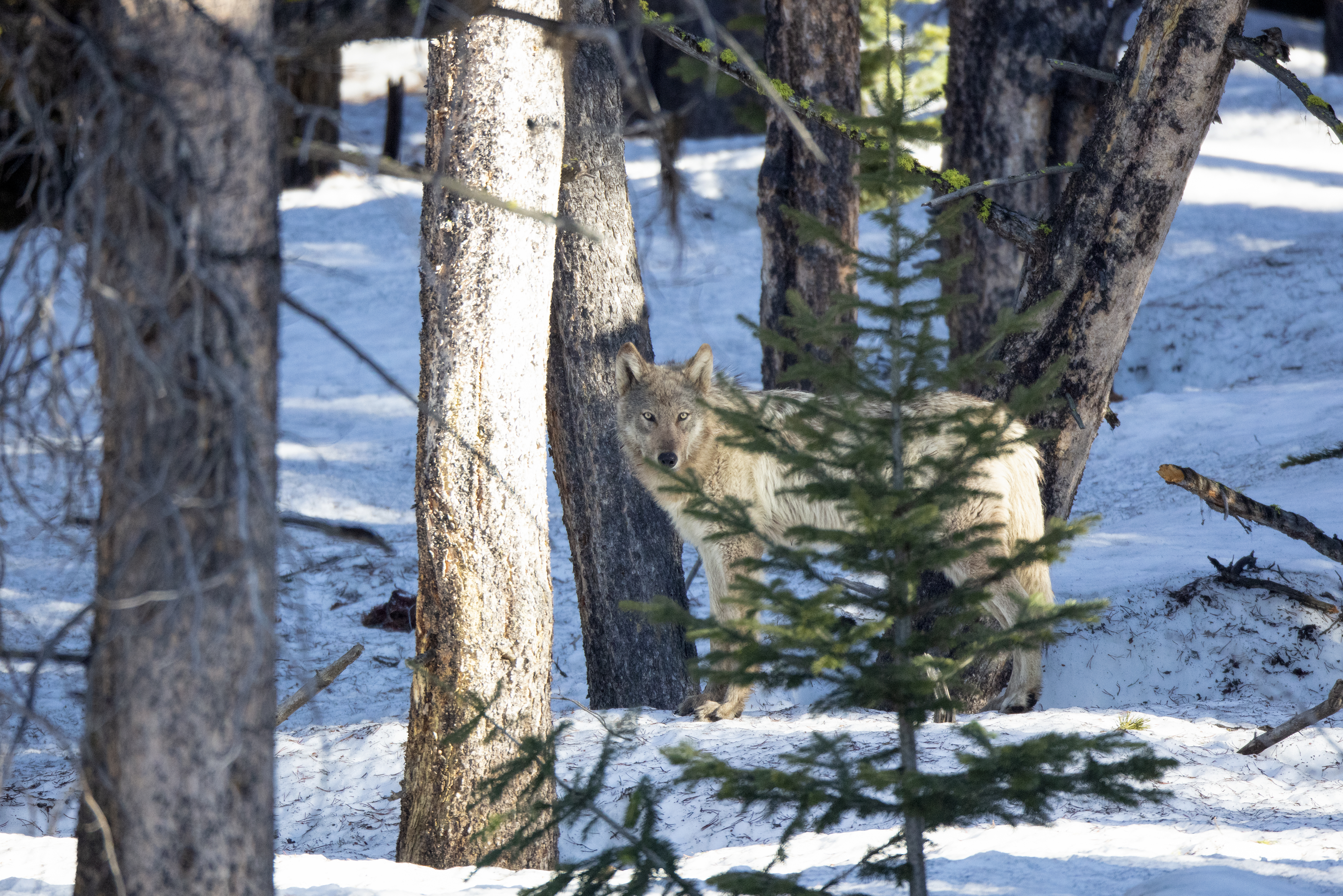 Grey wolf standing in forest habitat showing adaptability across ecosystems and predator awareness