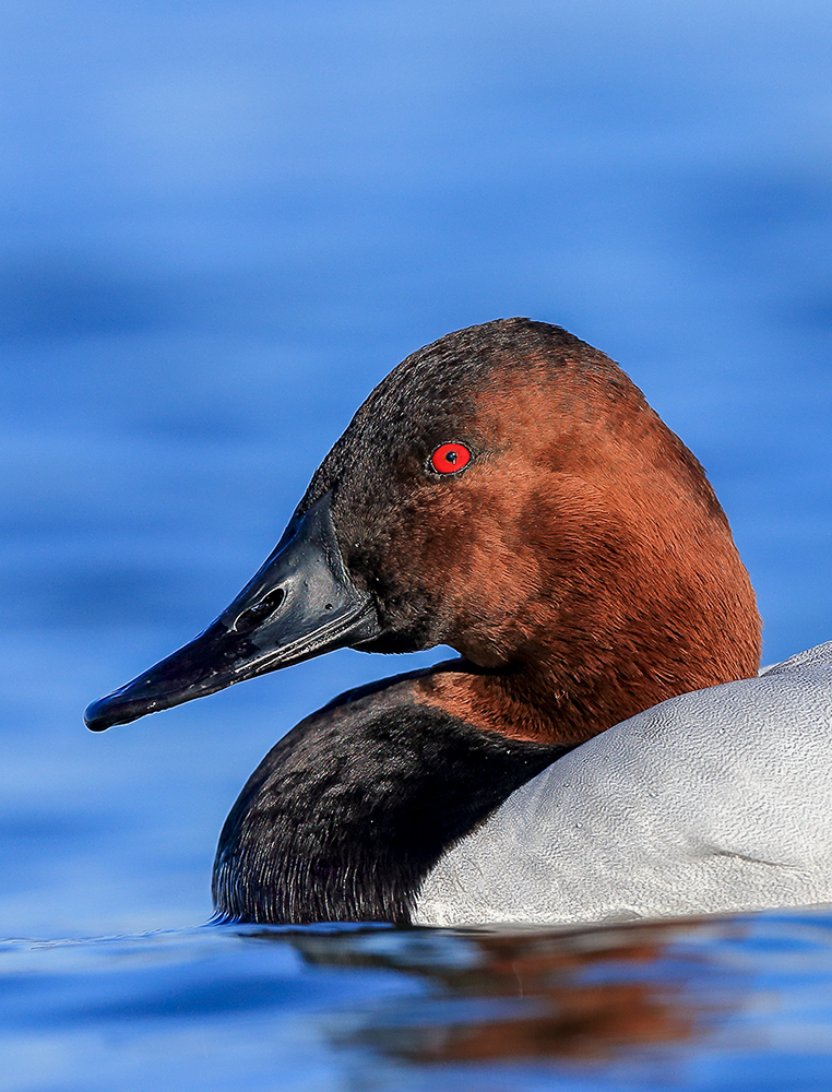 Portrait of a Canvasback duck showing mature breeding plumage and red eye