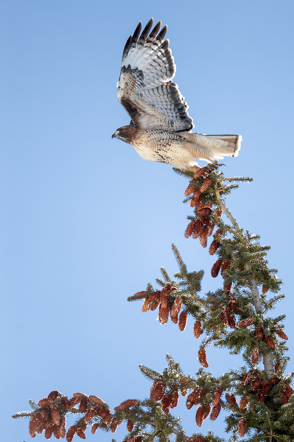 Red-tailed hawk perched along roadside habitat demonstrating coexistence with human-altered environments