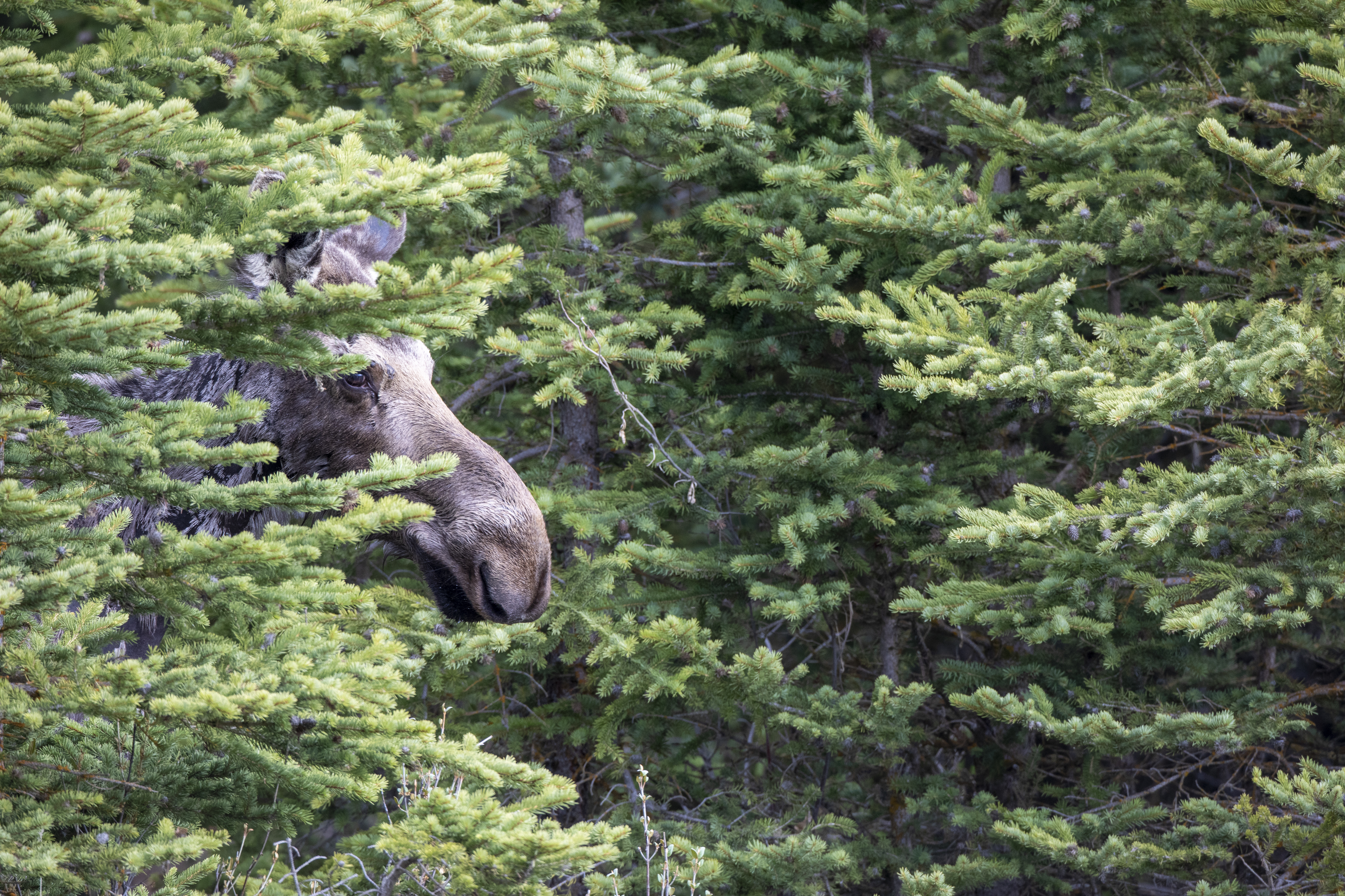 Moose partially hidden within dense pine forest, conveying the depth and presence of early New England woodland