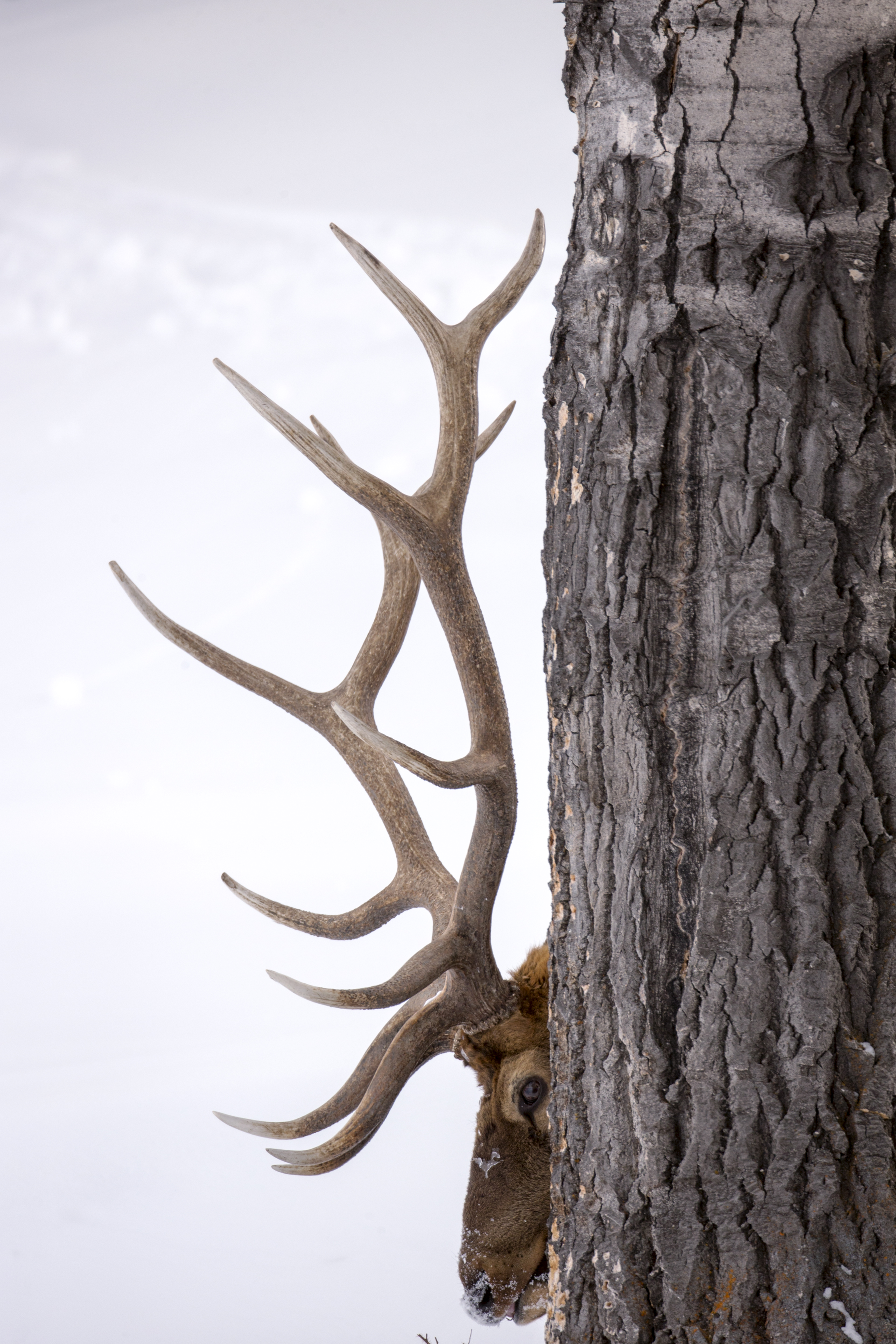 Bull elk (wapiti) standing in open Wyoming wilderness during late summer antler growth phase with velvet-covered antlers