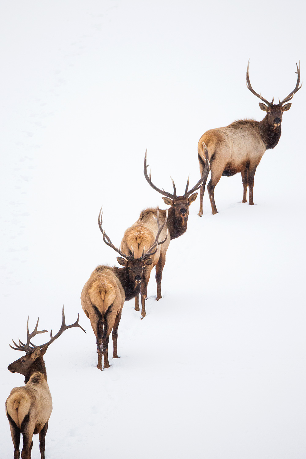 Bull elk with full antlers in winter habitat, showing a narrow seasonal observation window when structure, body condition, and cold-weather behavior can still be read in the field