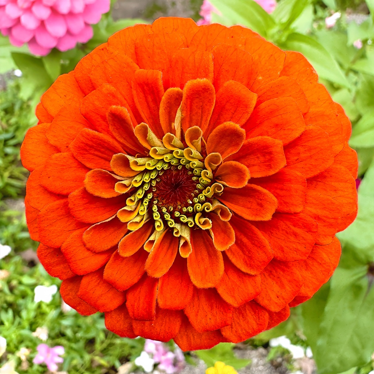 Botanical