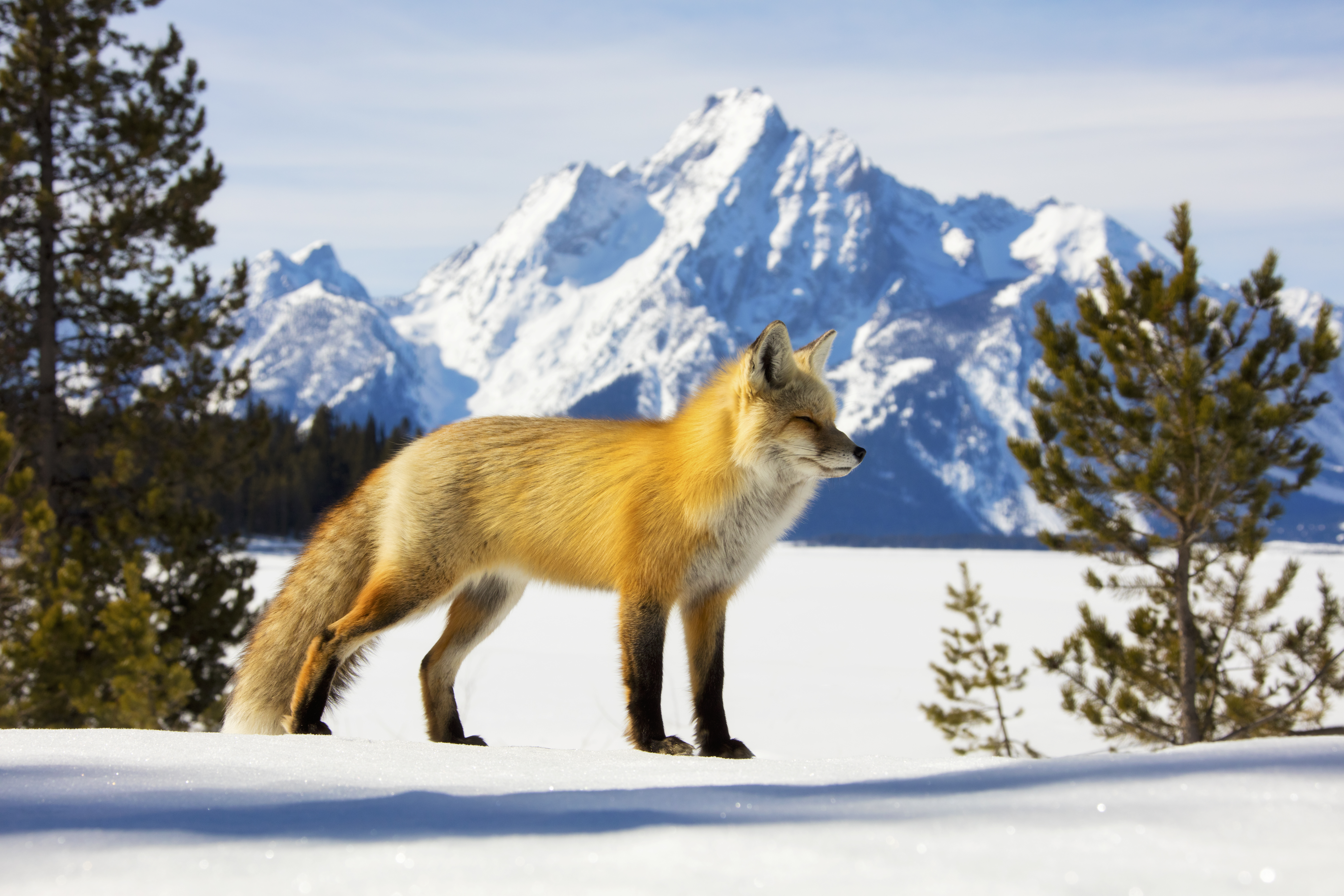 Red fox running in the snow, alert and alive in the field’s flow