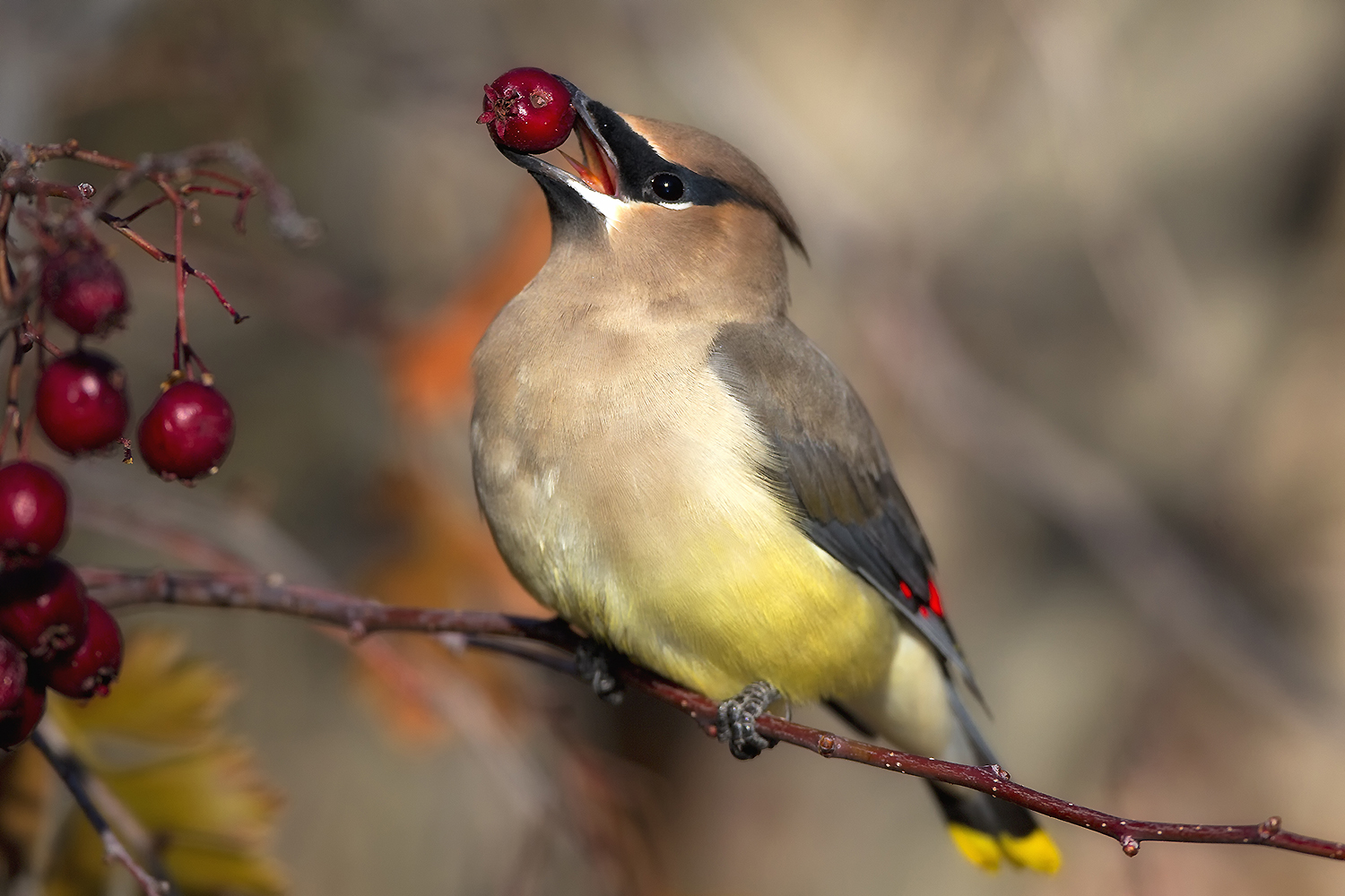 Cedar Waxwing flock perched together showing coordinated social behavior in fruiting tree
