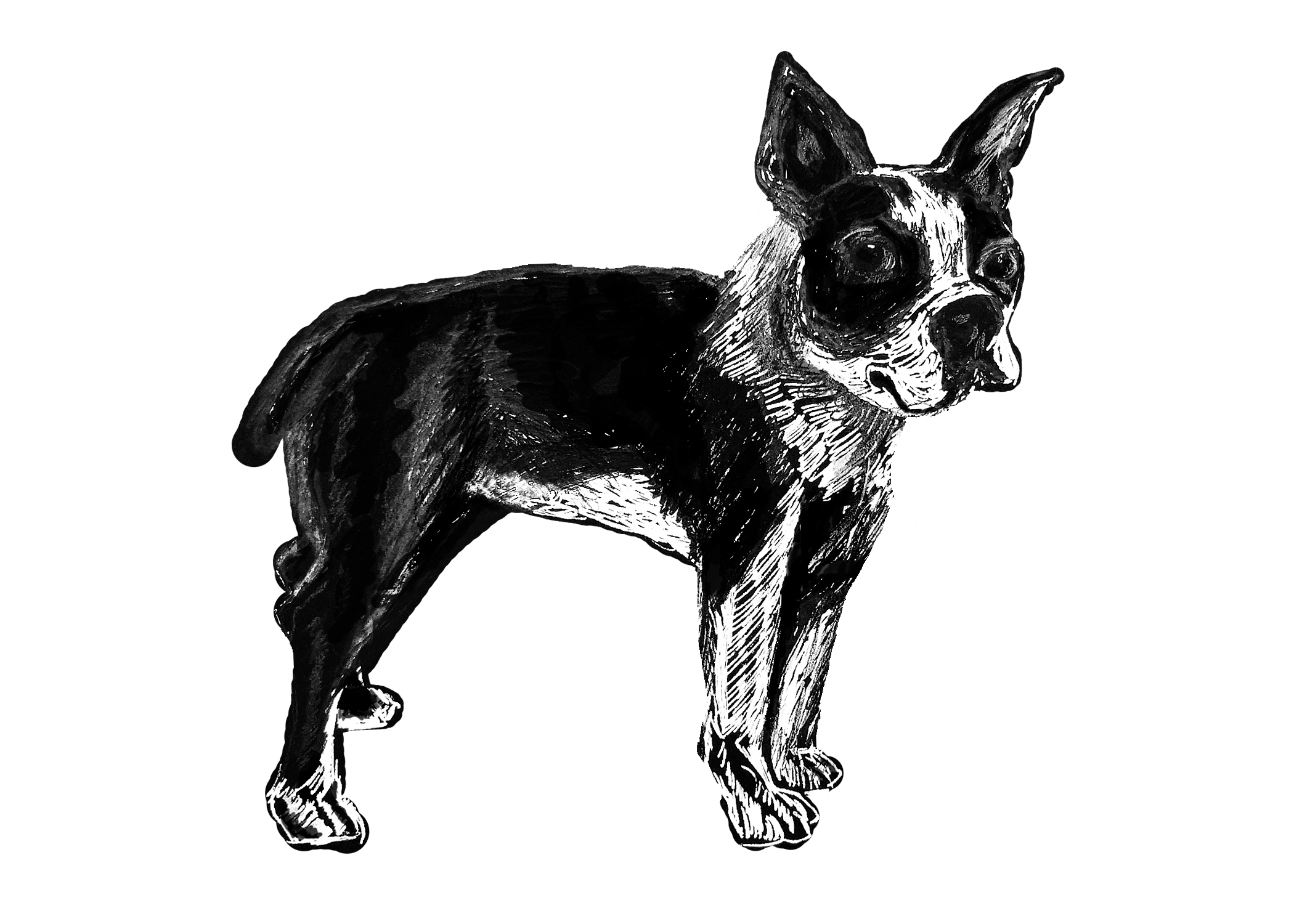 Boston Terrier