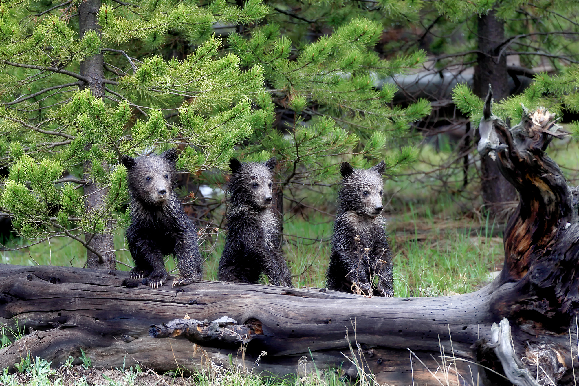 Grizzly bear cubs exploring a meadow—new life walking through an old, fire-shaped forest