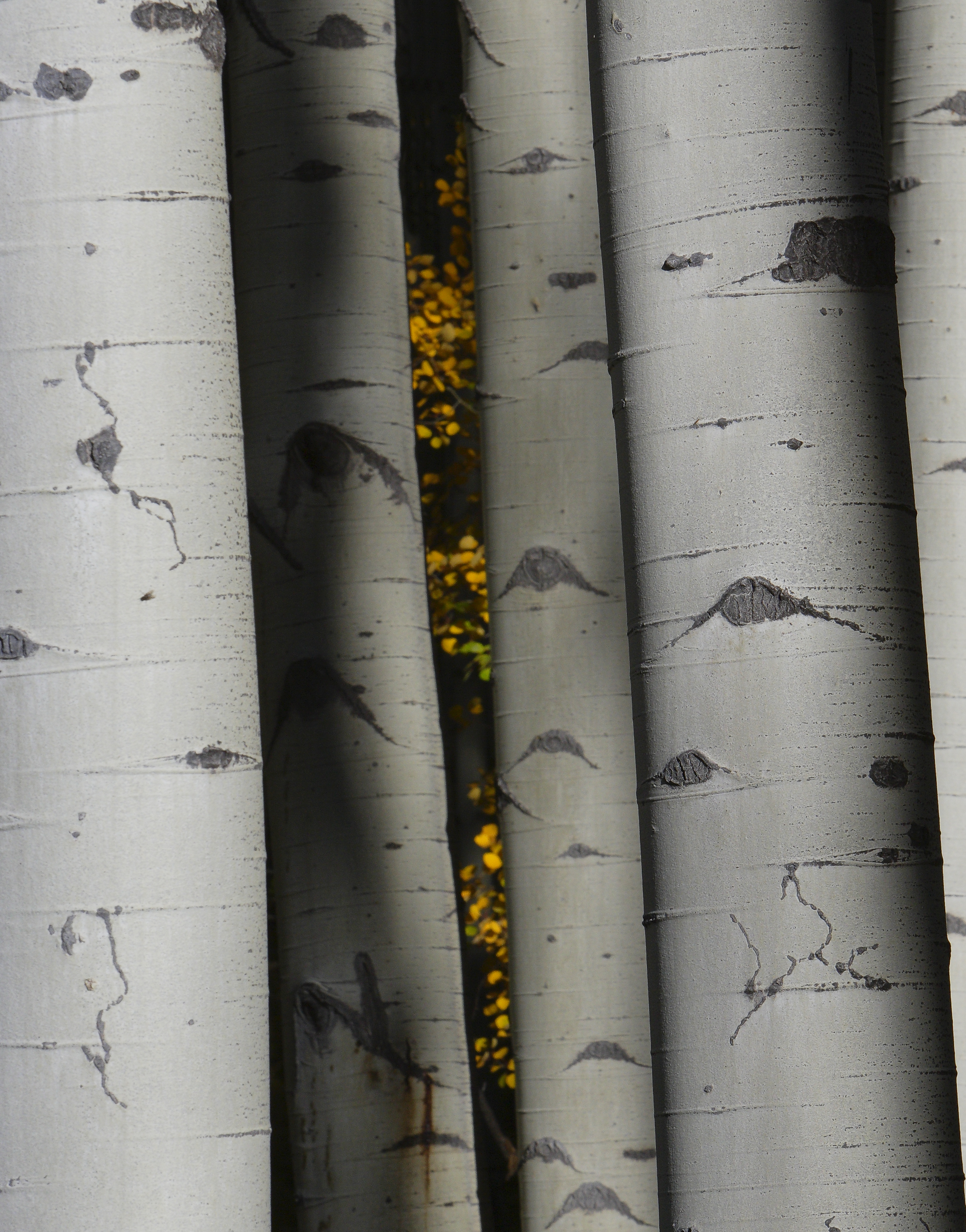 Aspen Trees – Interconnected trunks of a singular, ancient root being