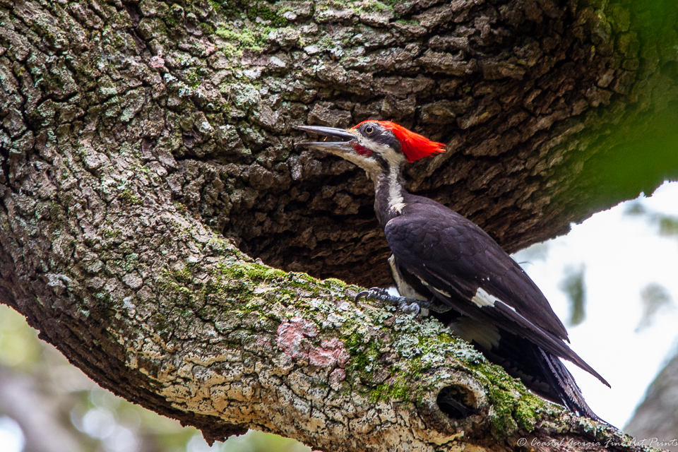 Piliated Woodpecker