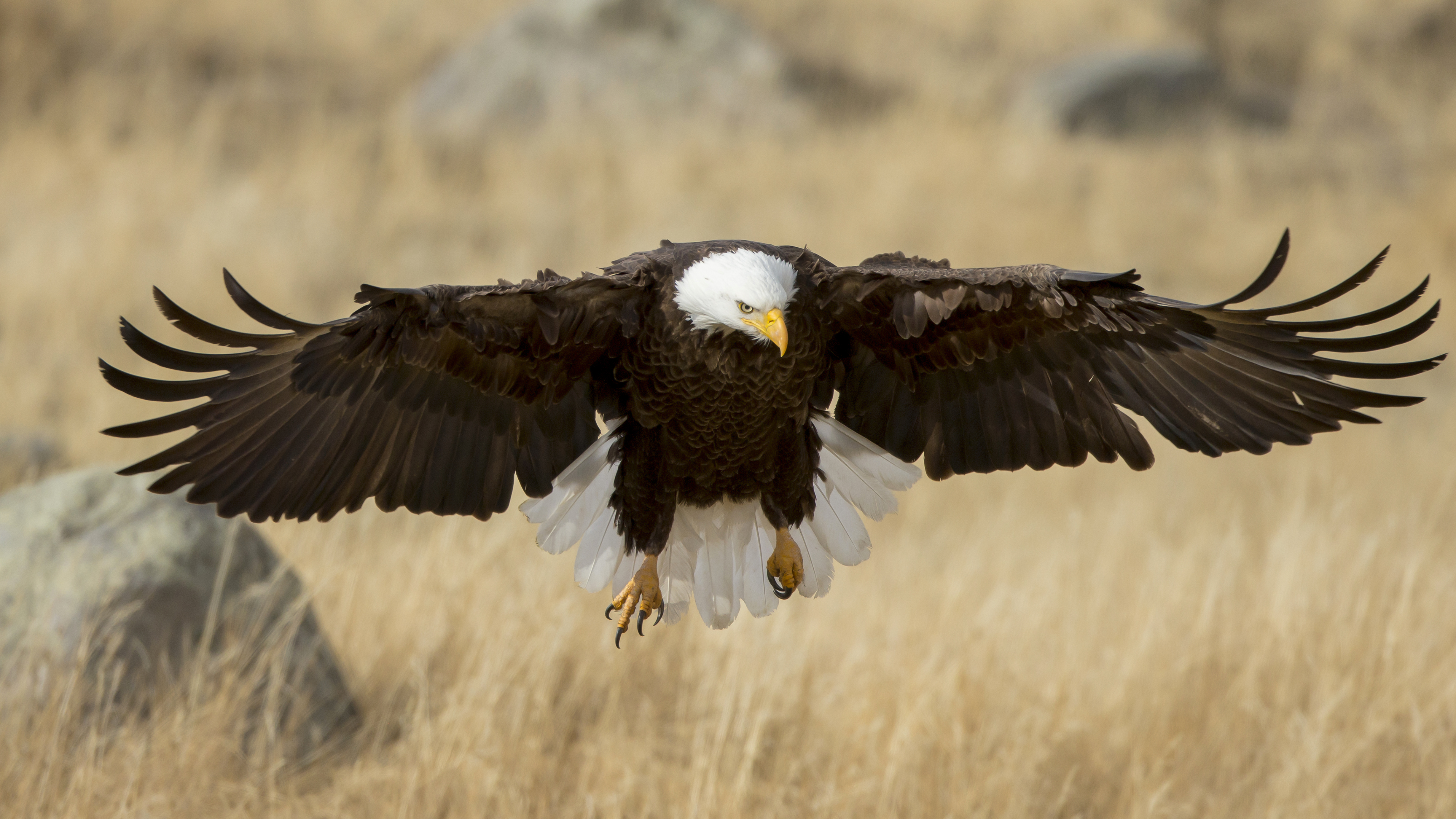 American Bald Eagle soaring through crystalline air — symbol of heightened awareness and nature’s own sensing system, captured by Robbie George