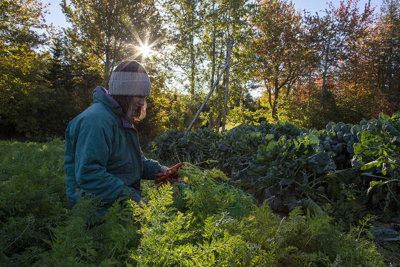 Organic carrots at Four Season Farm showing food rooted in living soil and regenerative growing systems