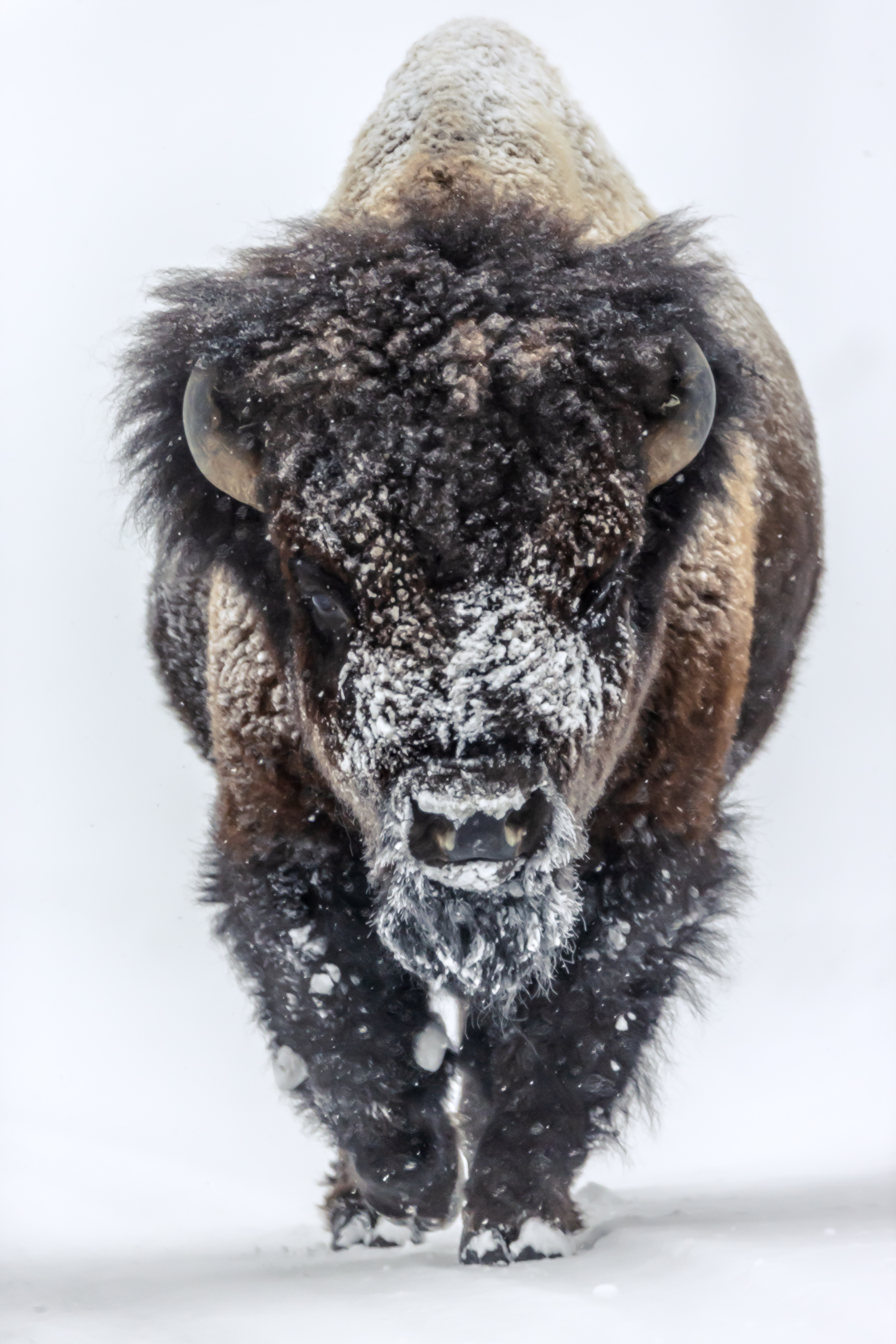American bison moving through a winter storm in Yellowstone, illustrating resilience and adaptation in a harsh environment