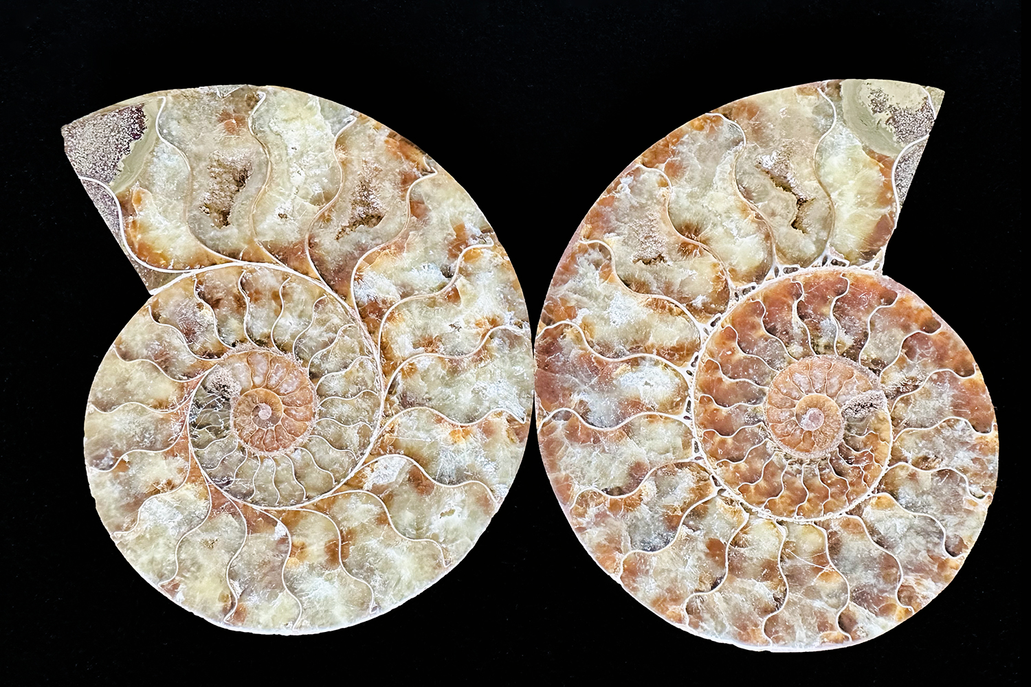 Ammonite fossil spiral—enduring memory versus fleeting metrics.