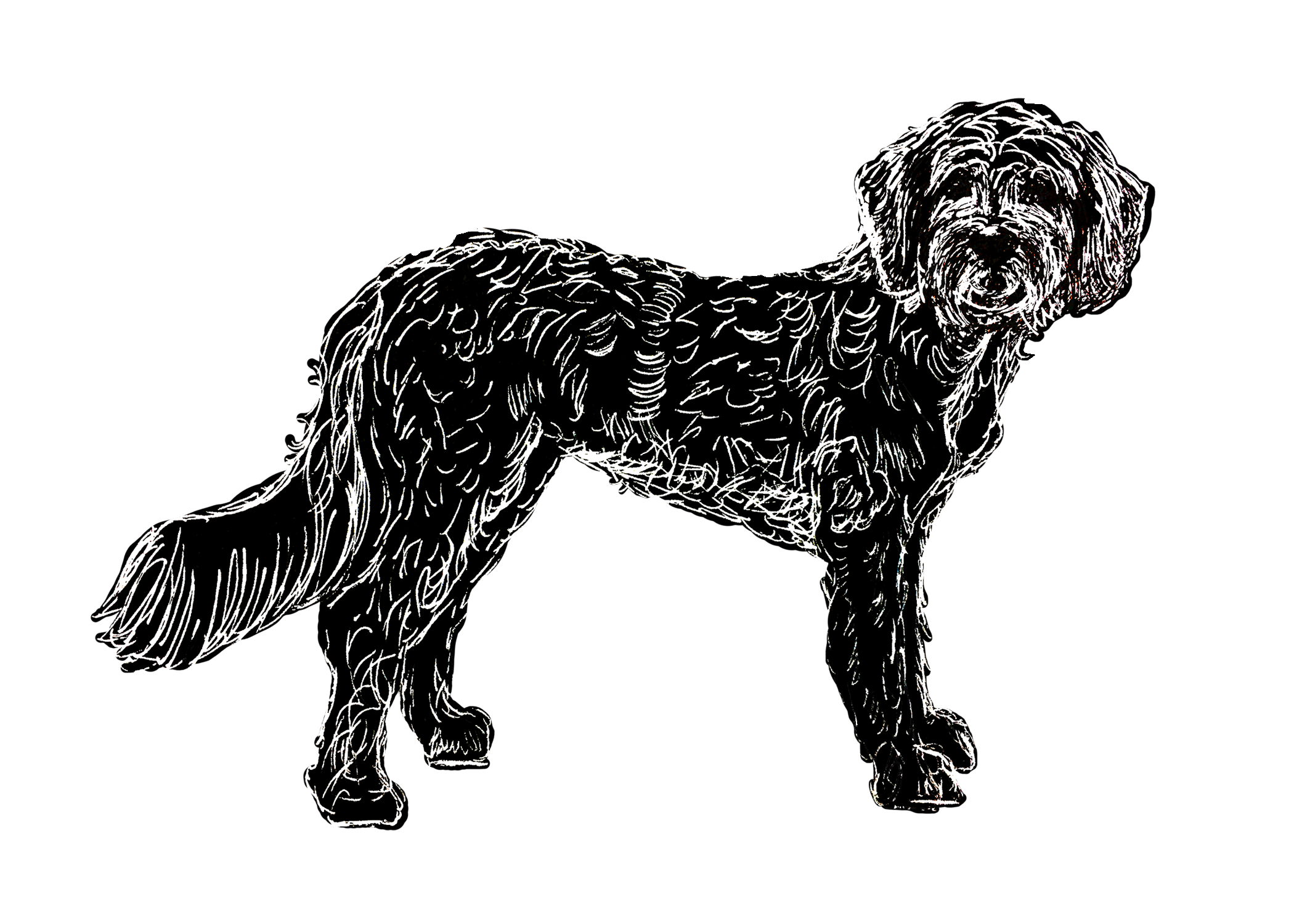 Golden Doodle