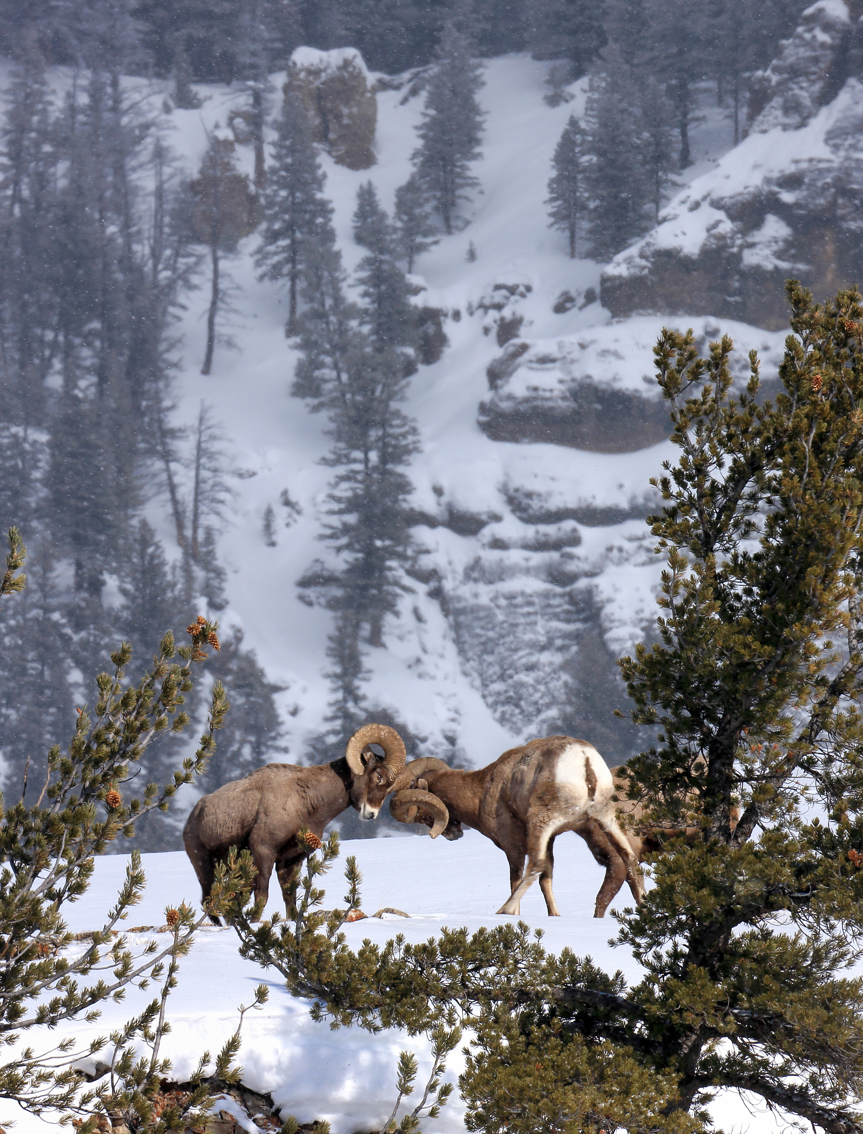 Bighorn Rams Locking Horns in Snow – Symbol of Sacred Strength by Robbie George