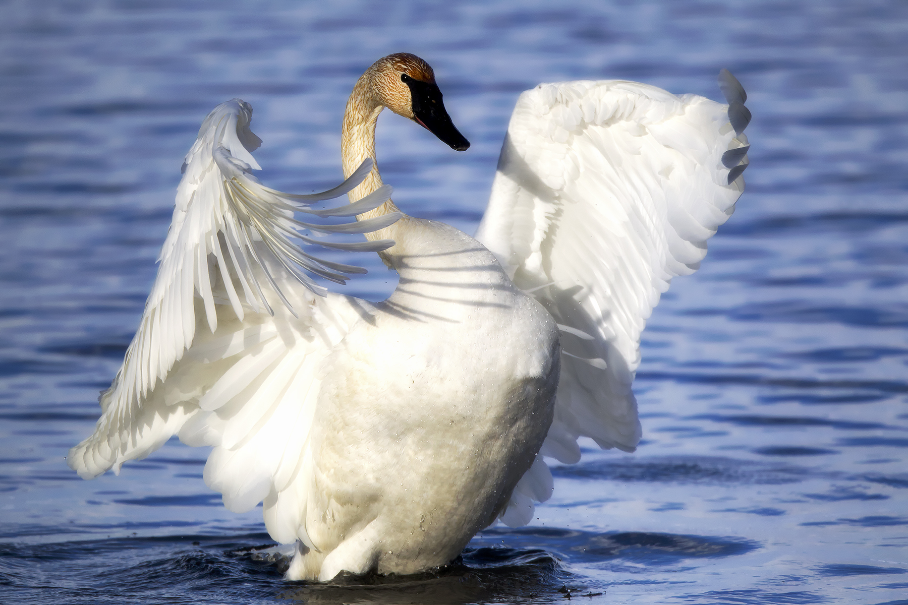 Wildlife Gallery — trumpeter swan rising from water
