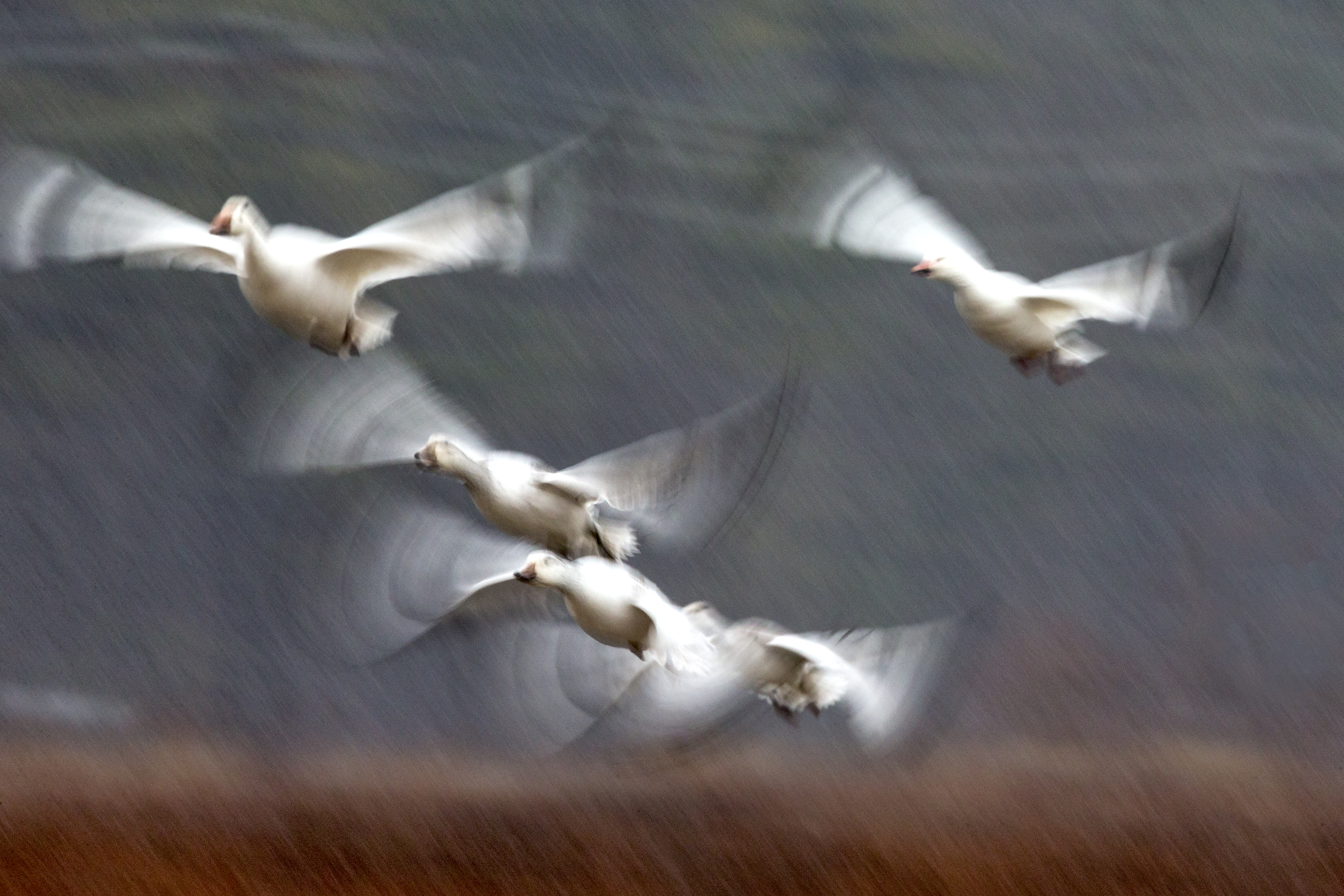 Snow Goose