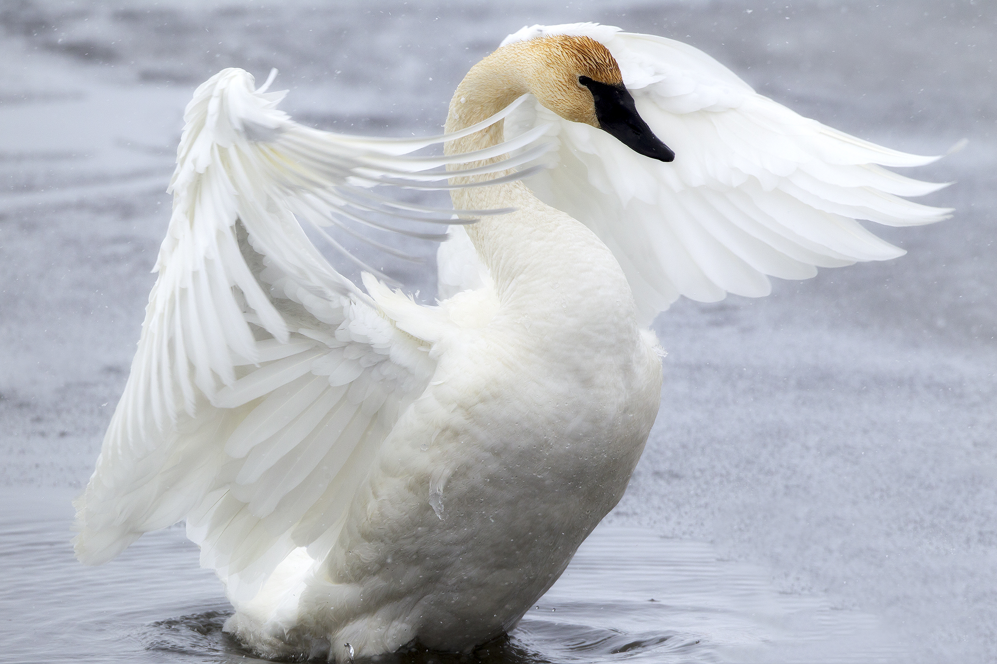 Trumpeter swan moving through snowy waterscape in winter with minimalistic composition and soft light