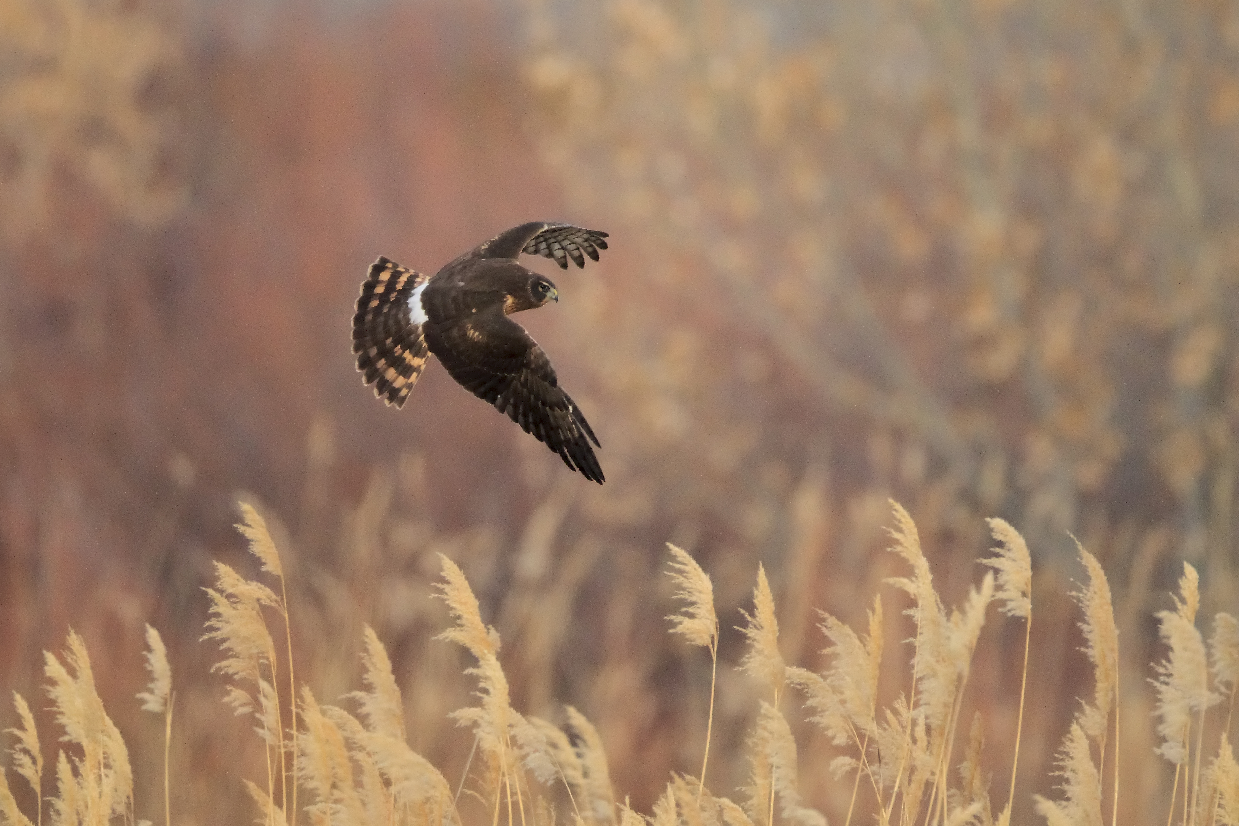 Cooper's hawk flying low over golden grasses hunting at Bosque Del Apache during autumn light