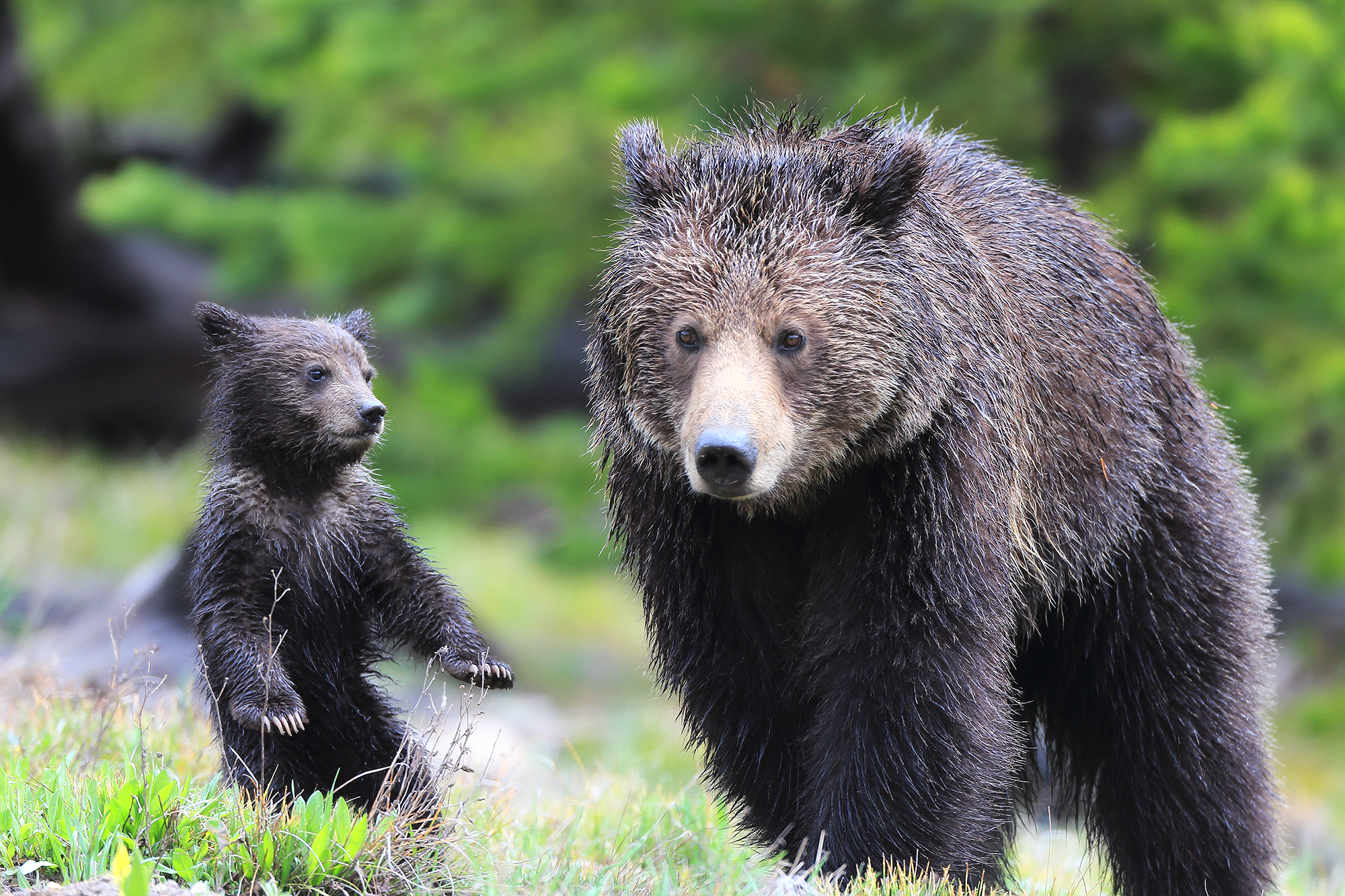 Grizzly bear mother with upright cub in spring grass, showing contrasting body language between grounded calm and alert curiosity
