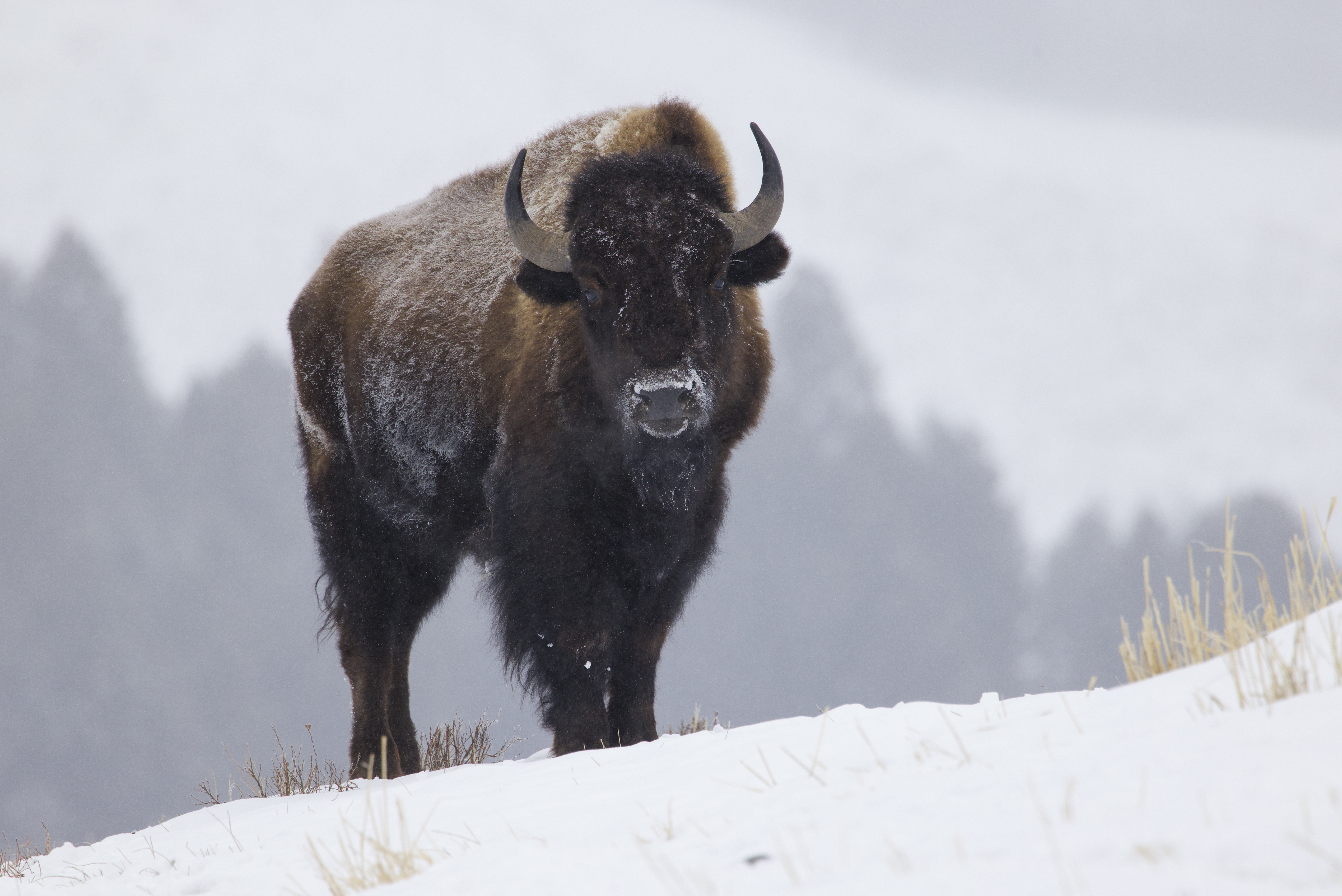American bison standing alert in open winter habitat with snow-covered ground