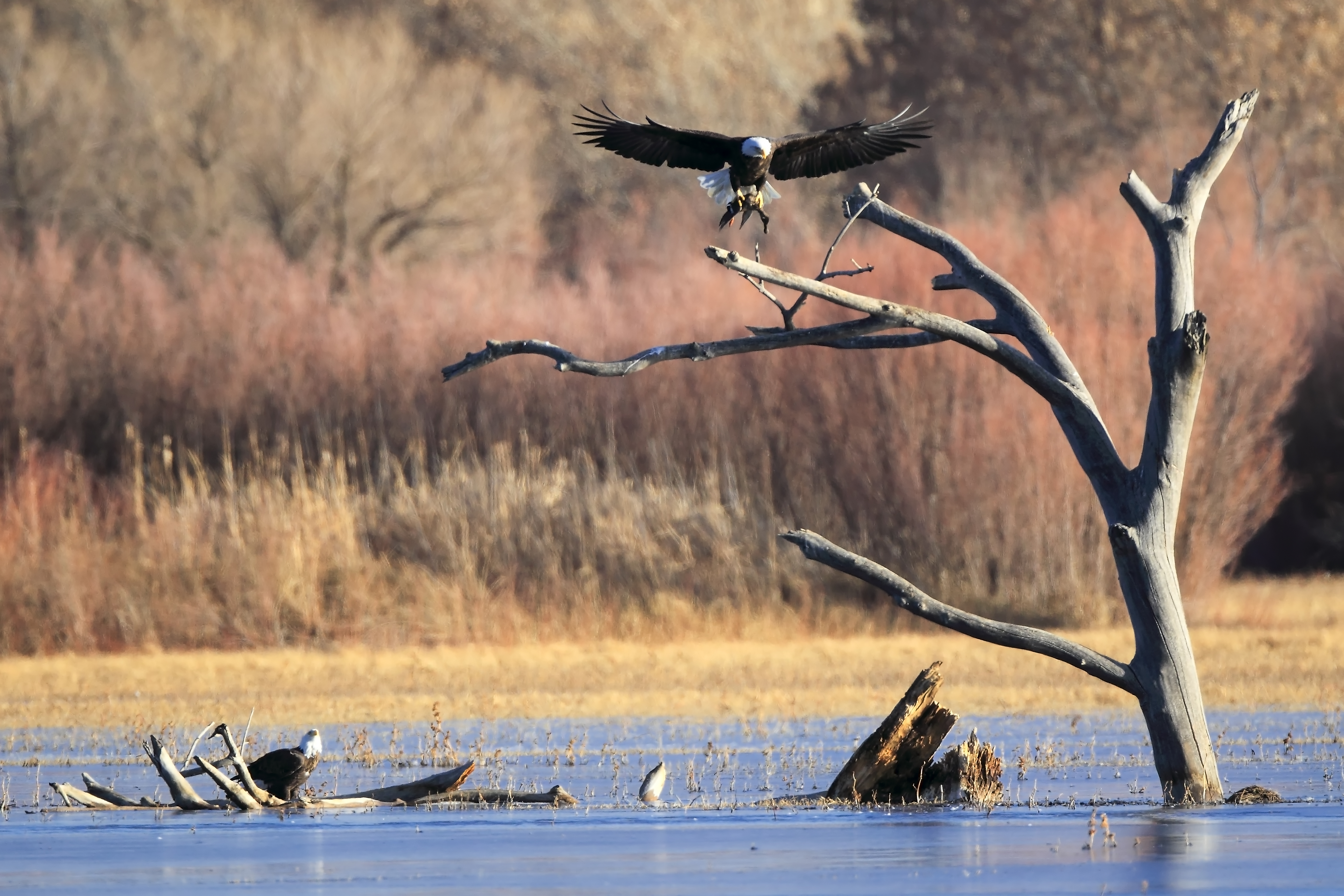 Bald eagle capturing a duck in a wetland at Bosque del Apache, illustrating predator behavior and wetland habitat dynamics