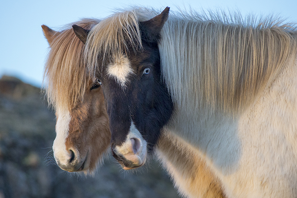 Two Icelandic horses with vibrant, thick coats, highlighting the breed's hardy health and longevity. Known for their robust constitution and ability to thrive in Iceland’s harsh climate, Icelandic horses often live well into their 30s.