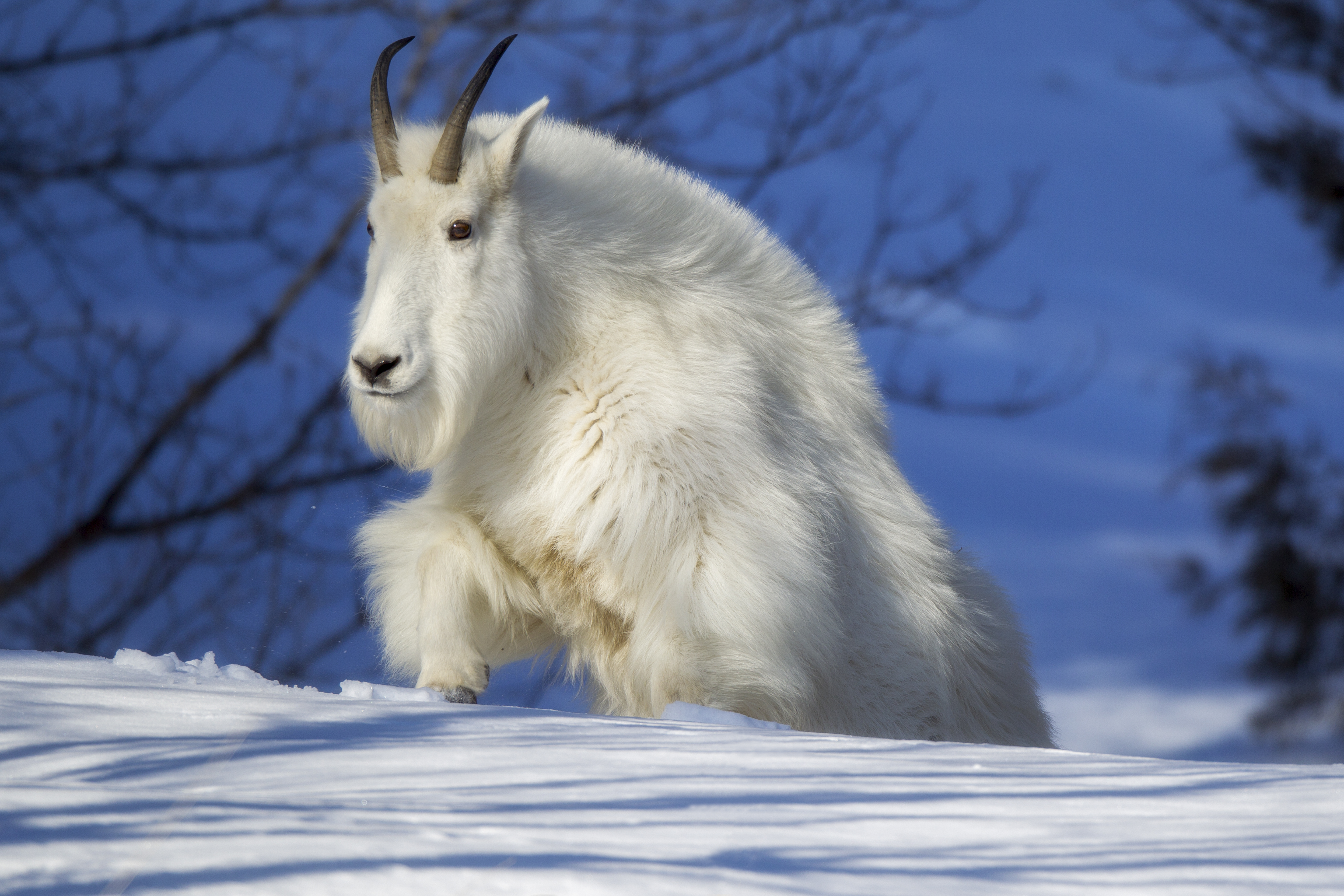 A mountain goat with thick winter fur stepping through pristine snow, framed by soft blue shadows and bare branches in the background.