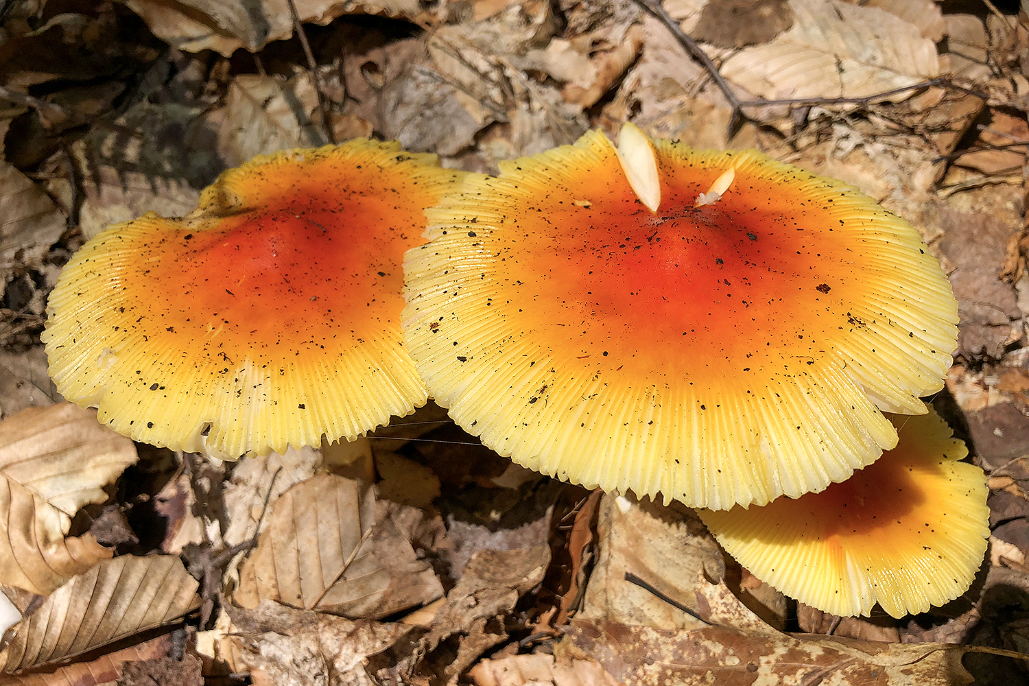 Three golden-orange mushrooms radiating in sunlight among dry leaves