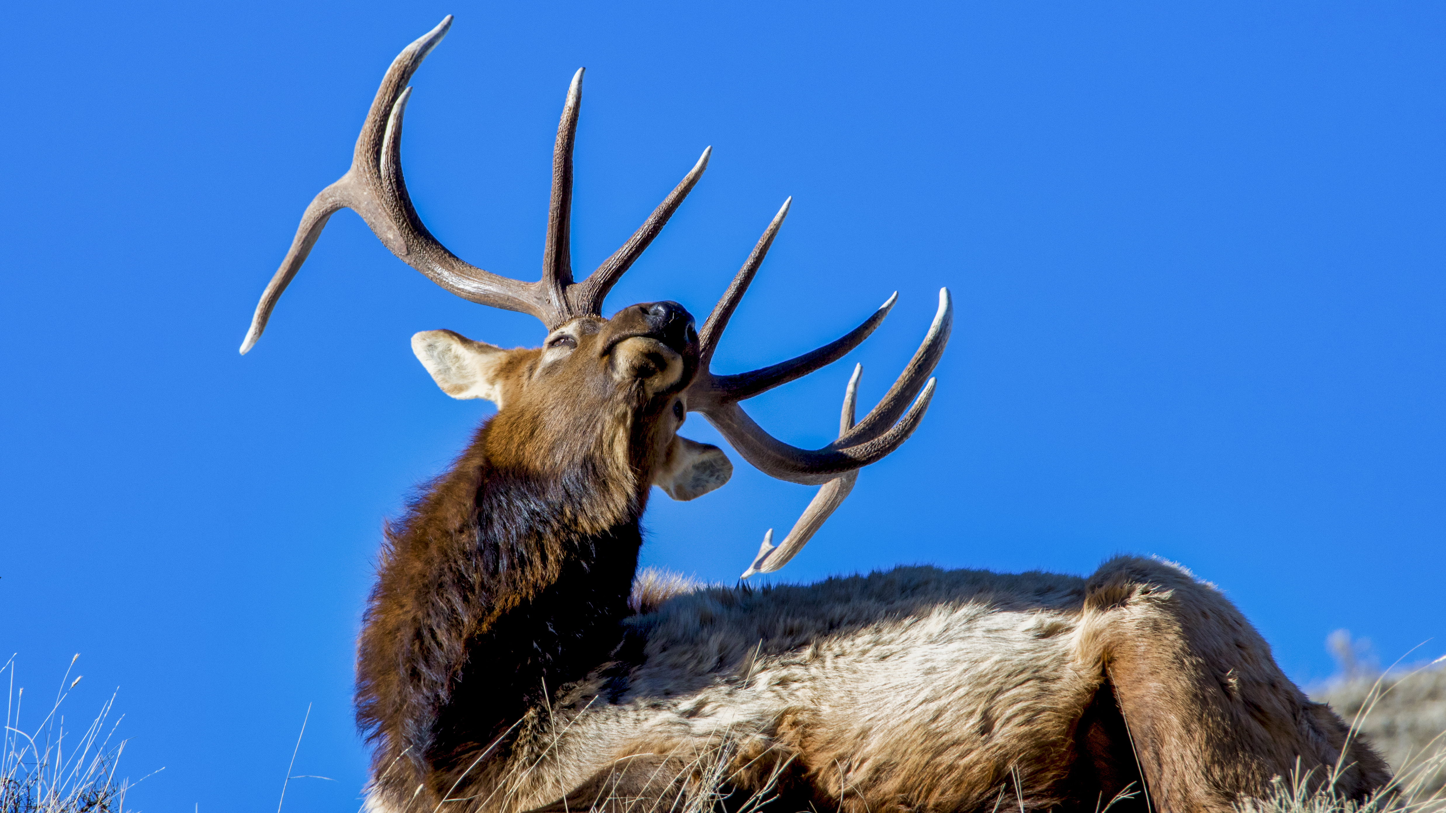 Elk Antlers - Nature’s Grounded Conductor