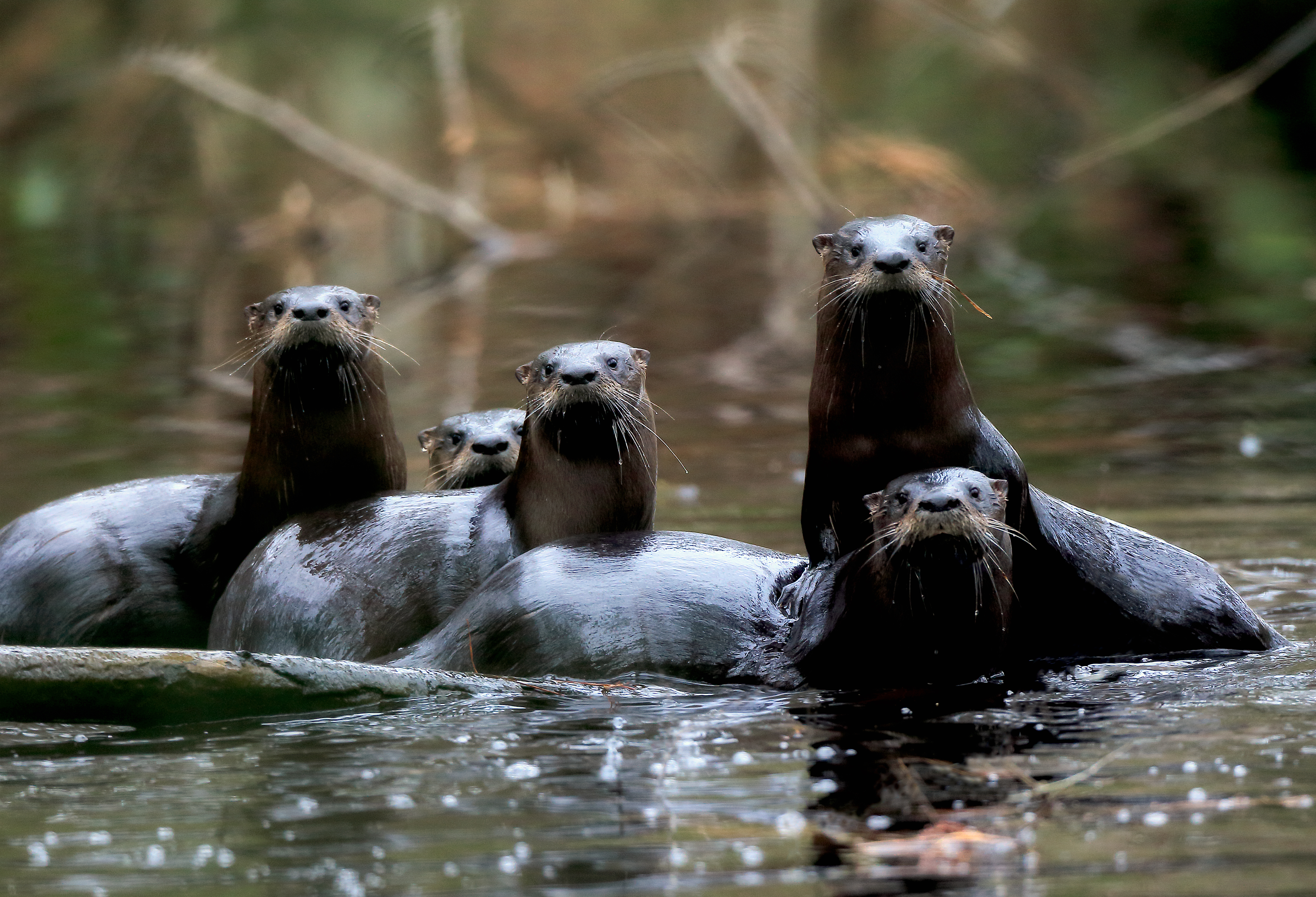 River Otter Family in Still Water – Spirit Animal Photography by Robbie George
