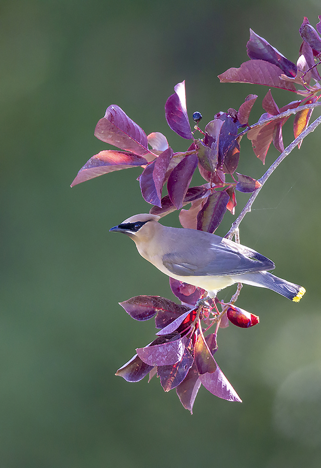 Cedar Waxwing perched with berry during breeding season near nesting habitat