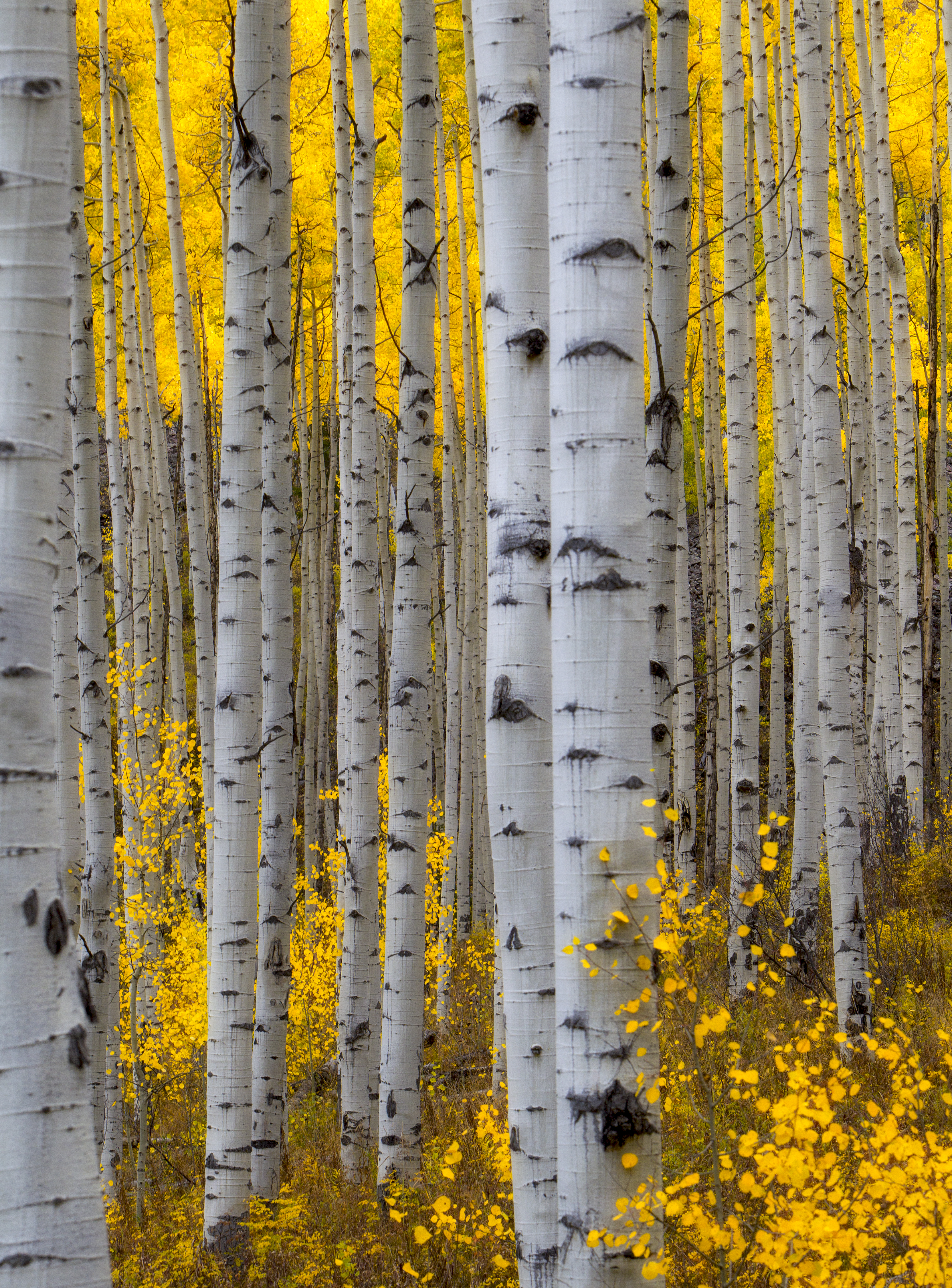 Aspen Trees – Whispering forest wisdom through golden leaves