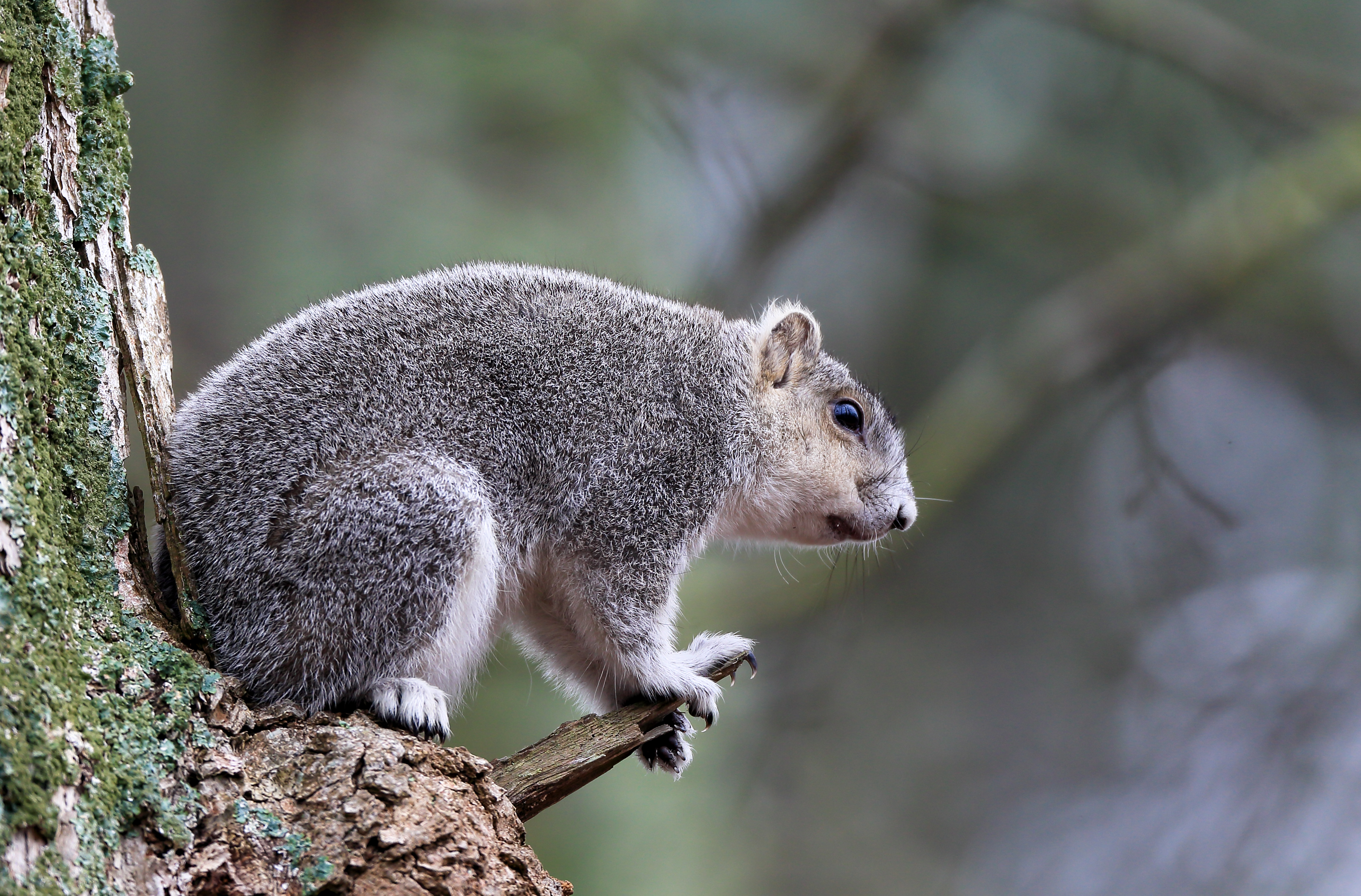Delmarva fox squirrel perched in a pine tree within open forest habitat at Blackwater National Wildlife Refuge
