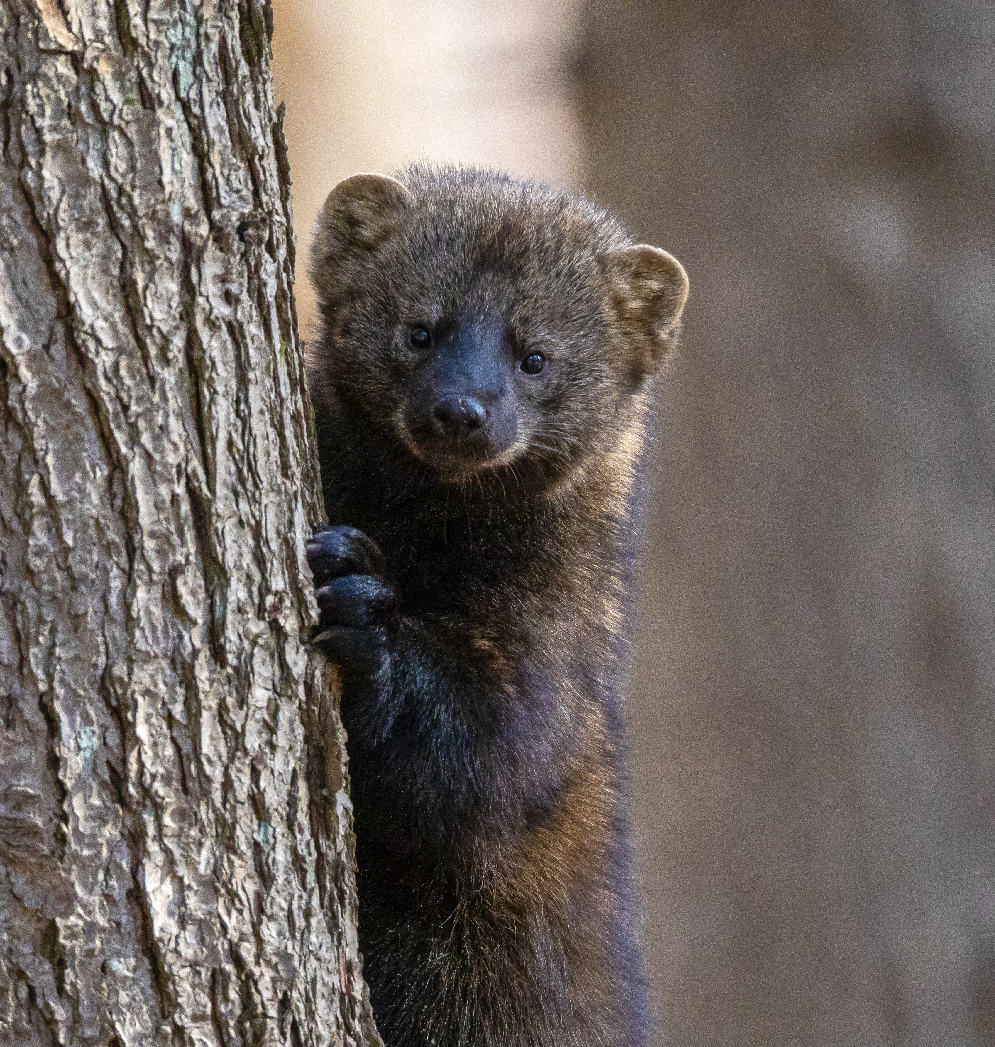 Fisher moving through dense forest habitat showing stealth and agile woodland predator behavior